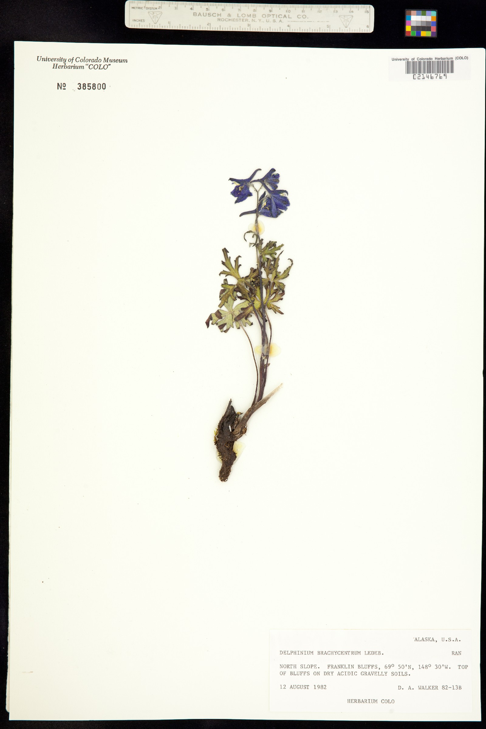 Delphinium brachycentrum image