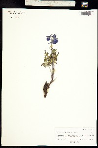 Delphinium brachycentrum image