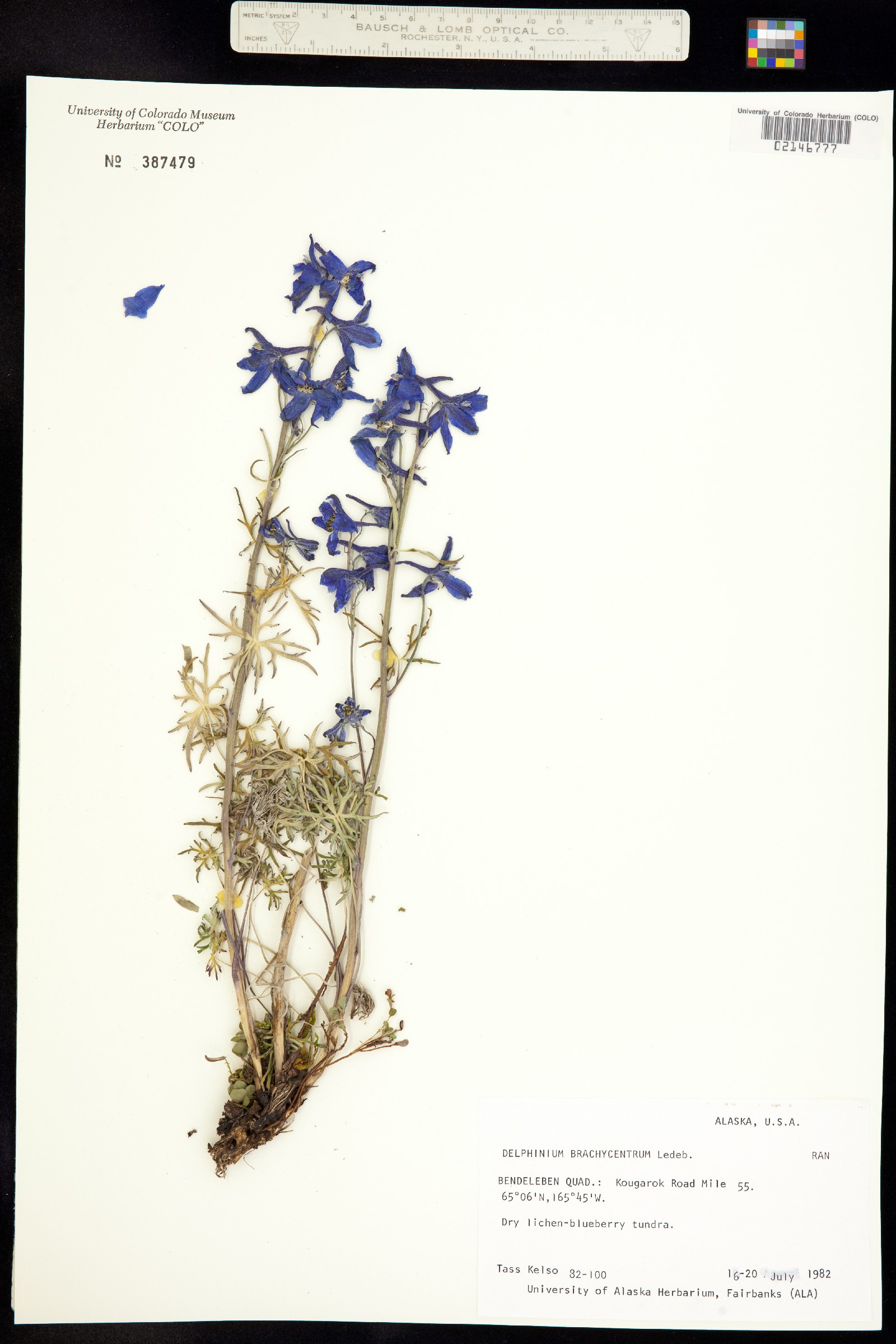 Delphinium brachycentrum image