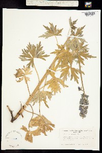 Delphinium glaucum image