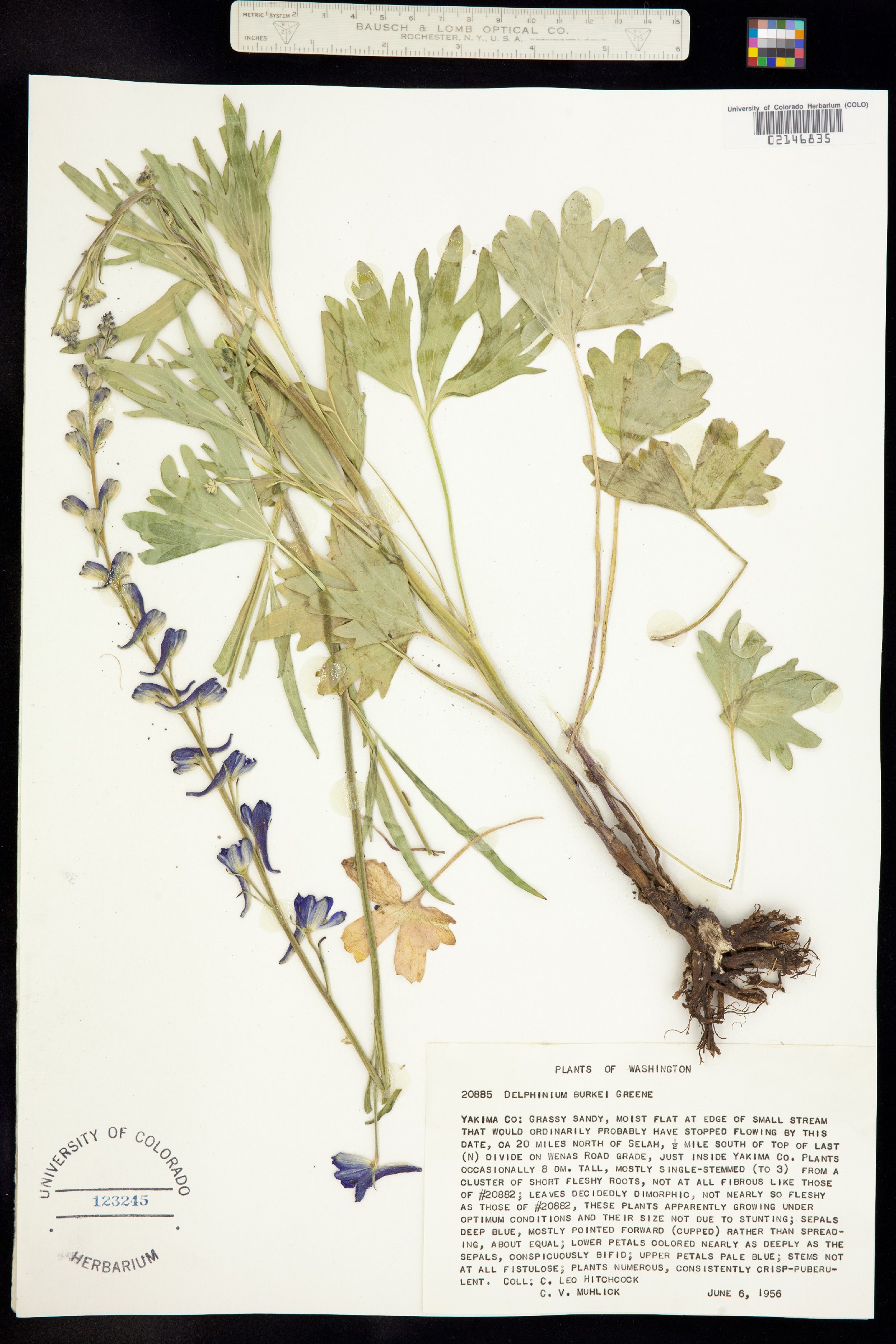 Delphinium burkei image