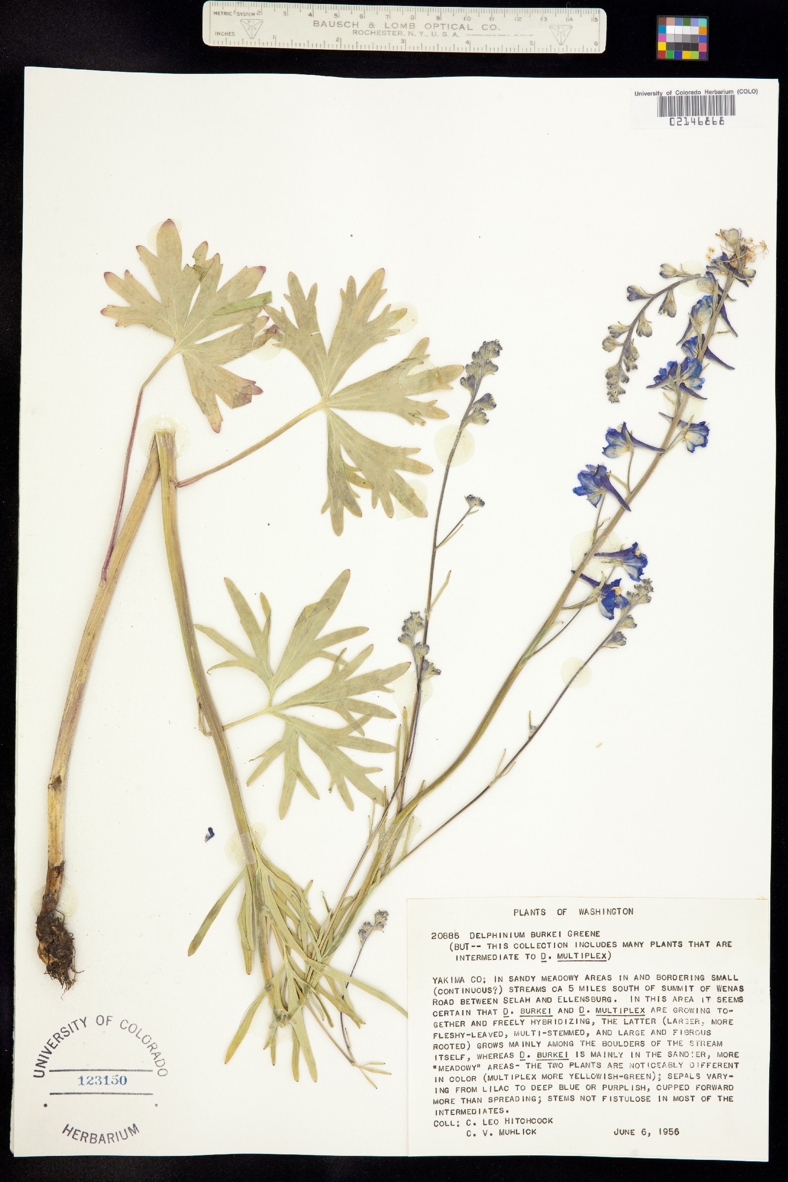 Delphinium burkei image