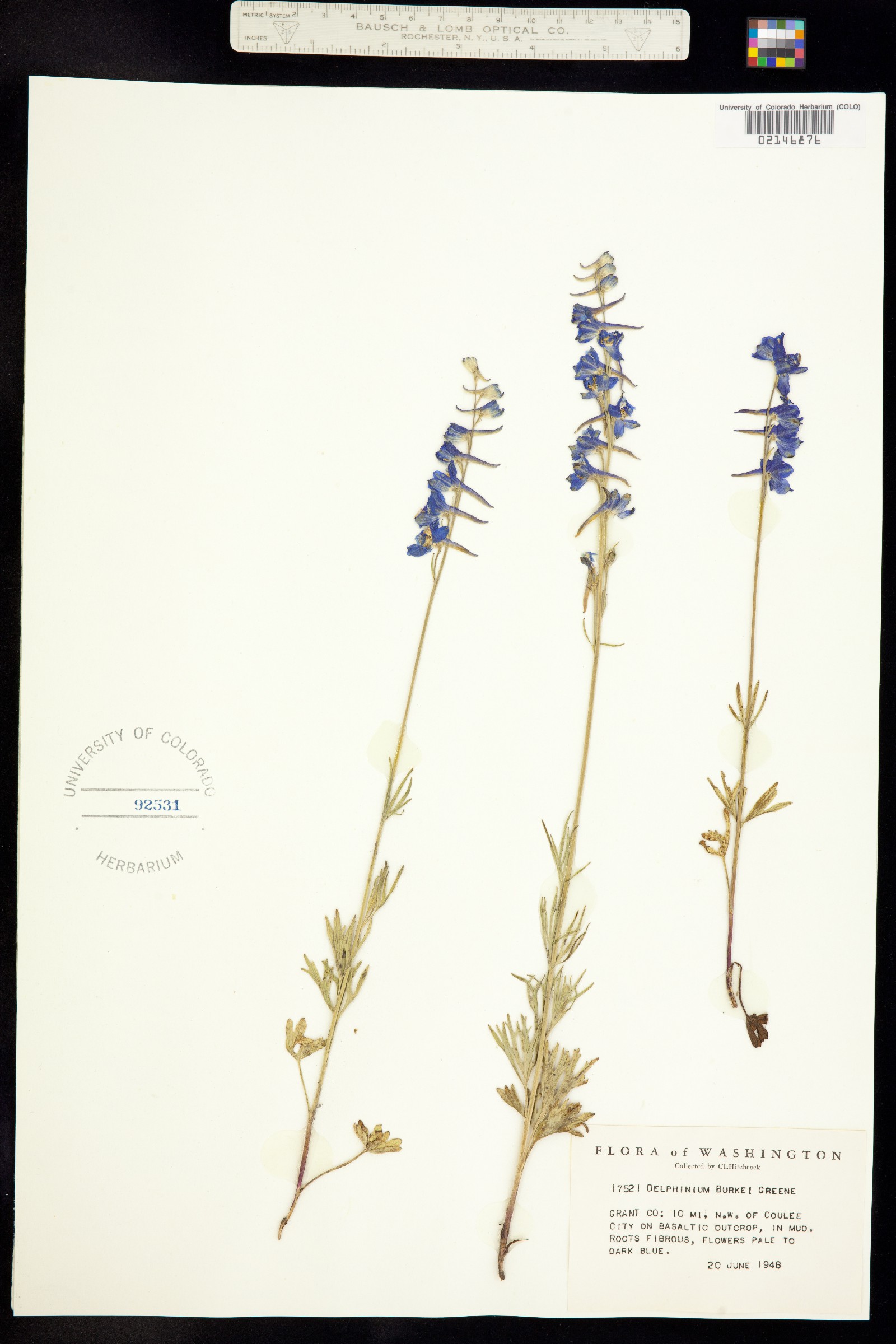 Delphinium burkei image