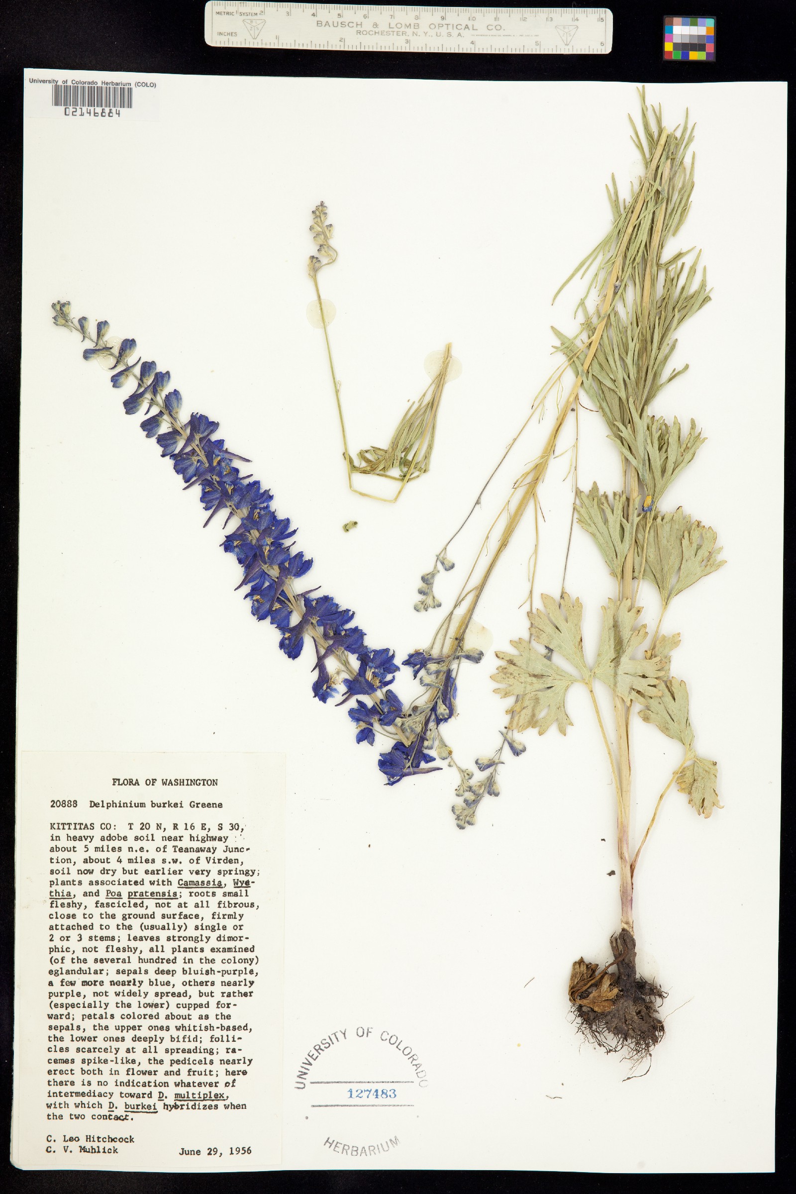 Delphinium burkei image