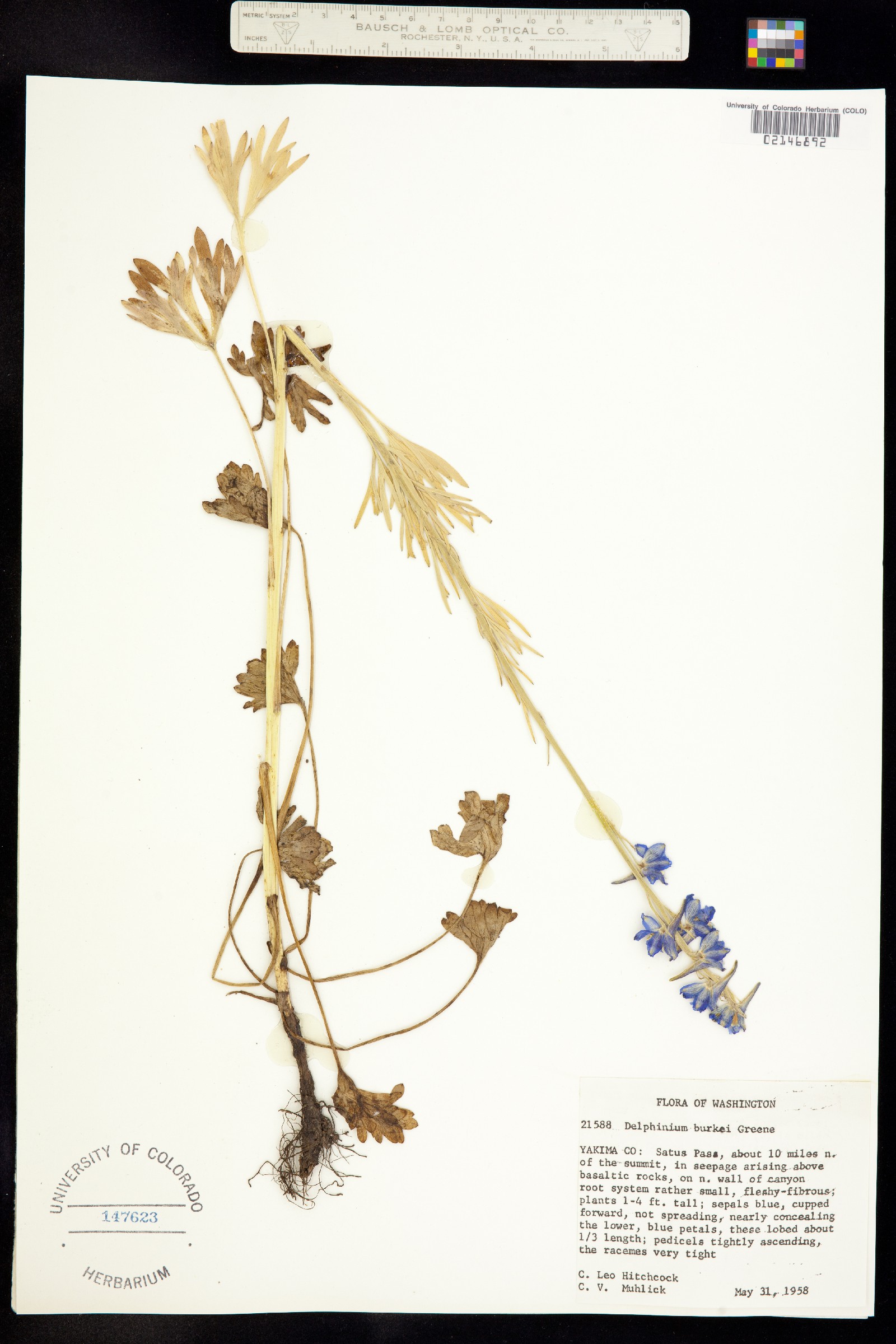 Delphinium burkei image