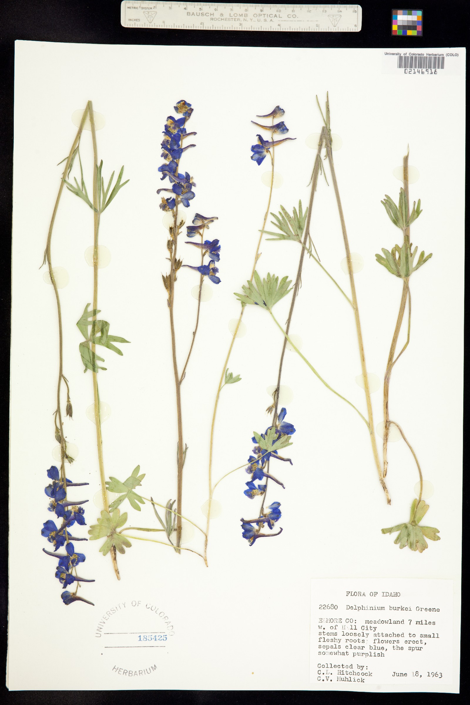 Delphinium burkei image