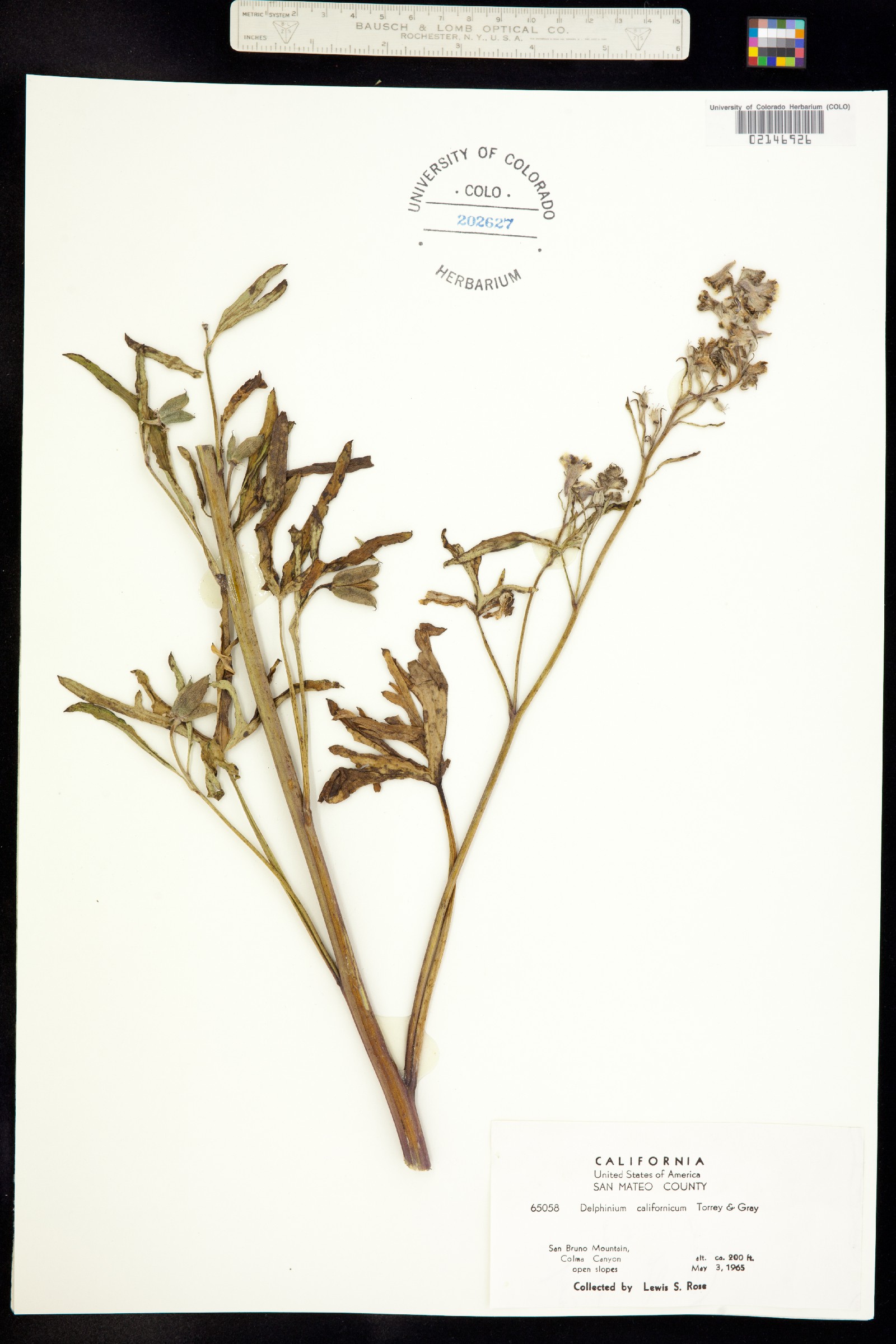 Delphinium californicum image