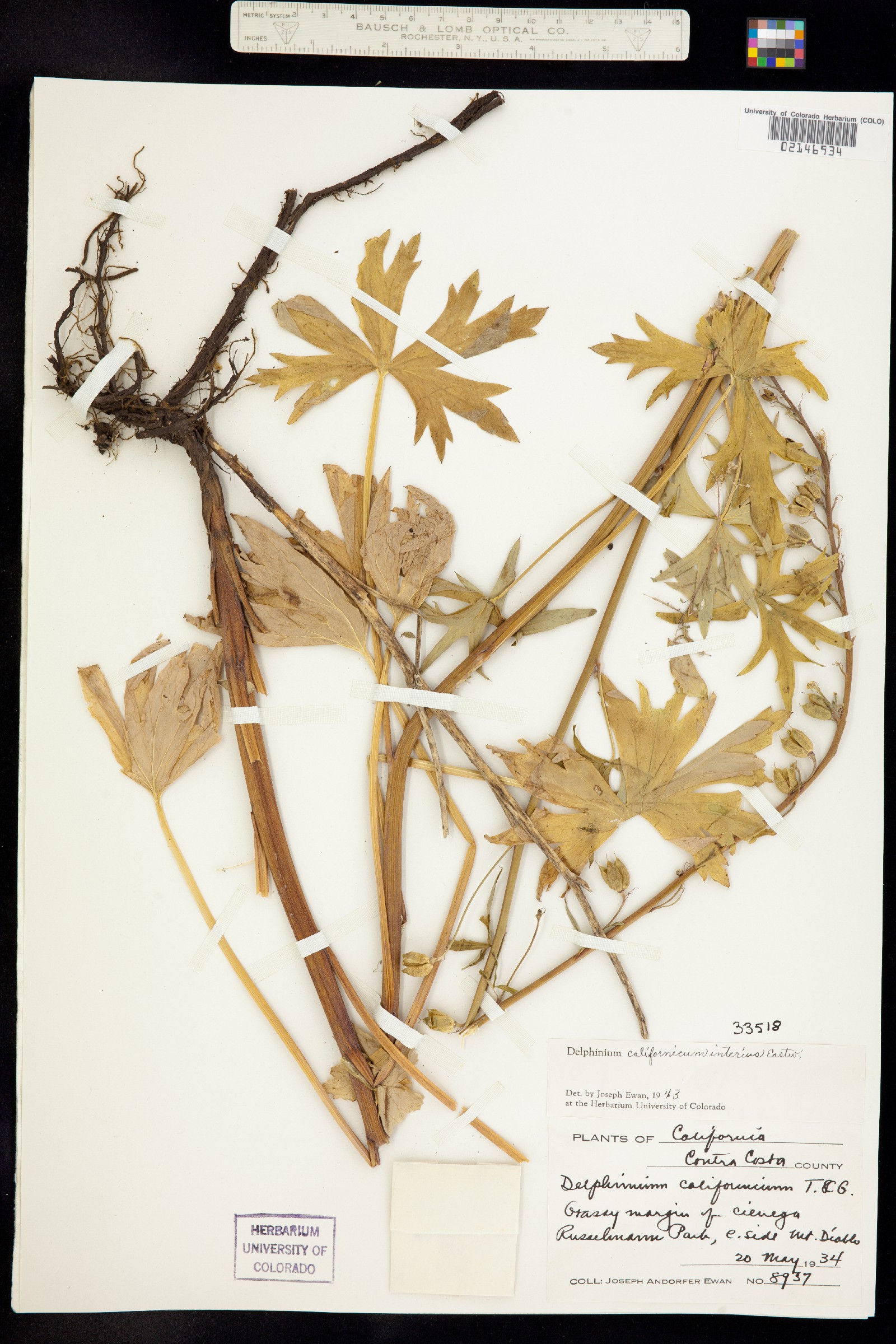Delphinium californicum image