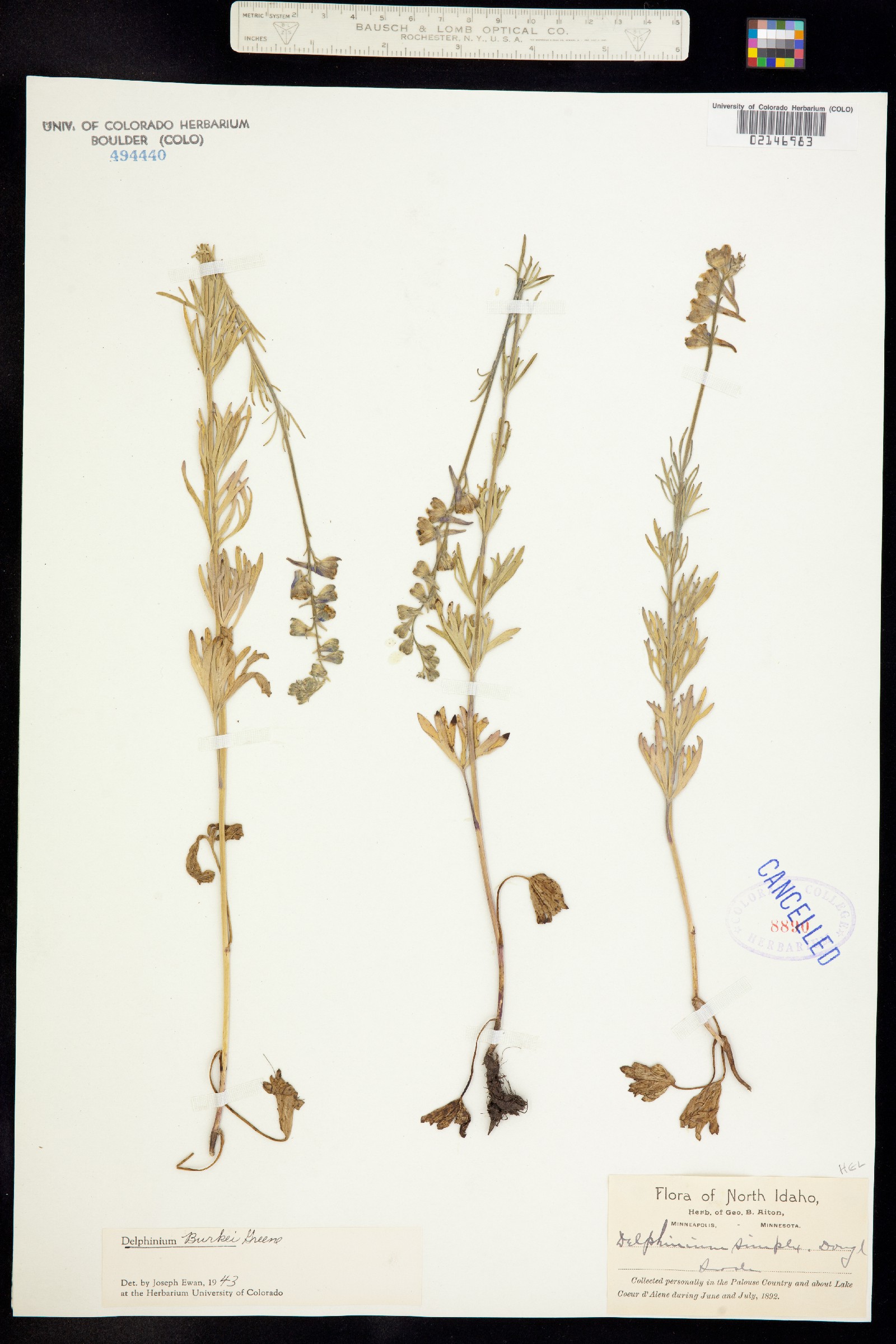 Delphinium burkei image