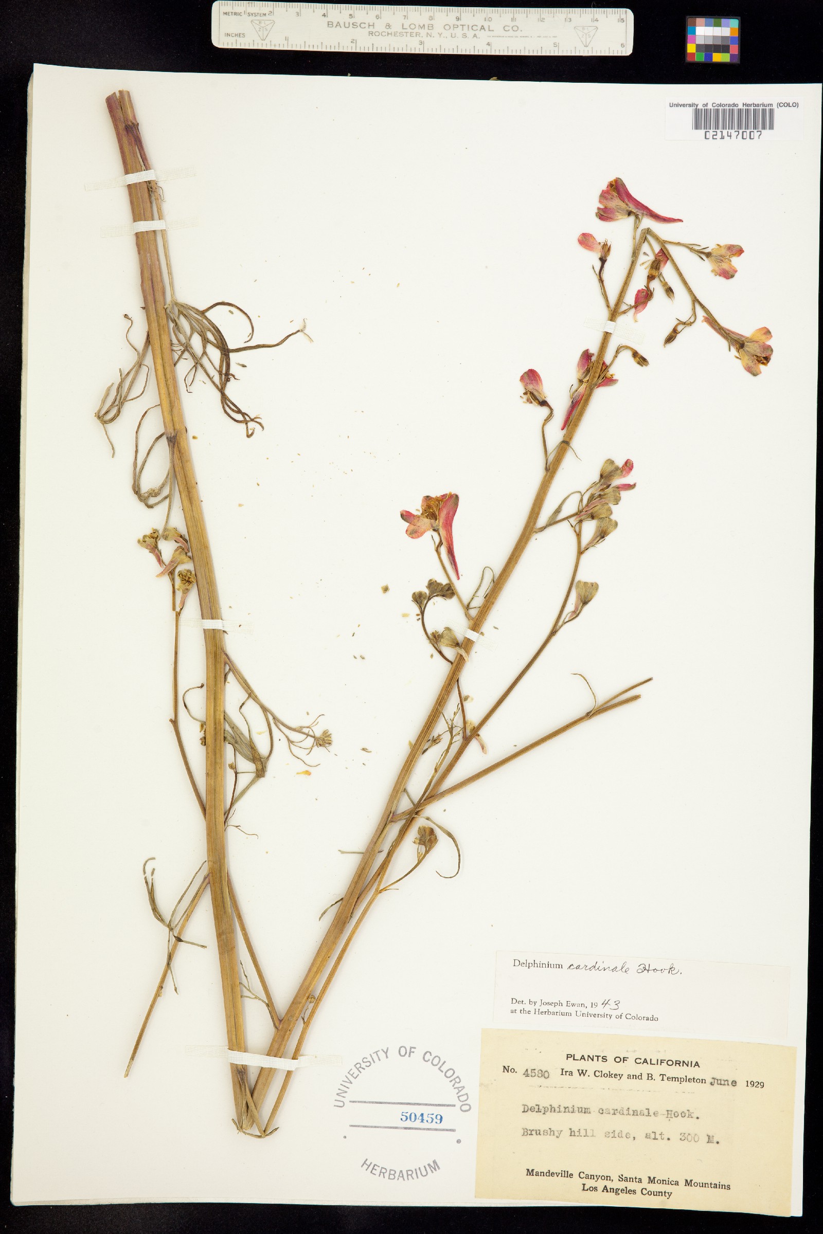 Delphinium cardinale image