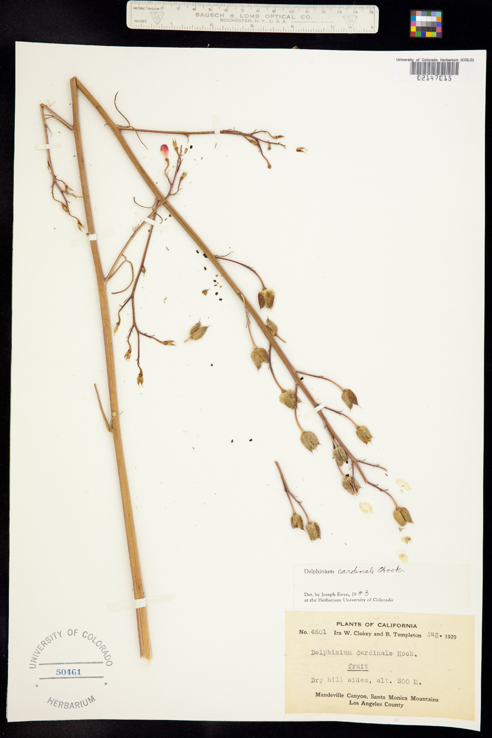 Delphinium cardinale image