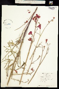 Delphinium cardinale image