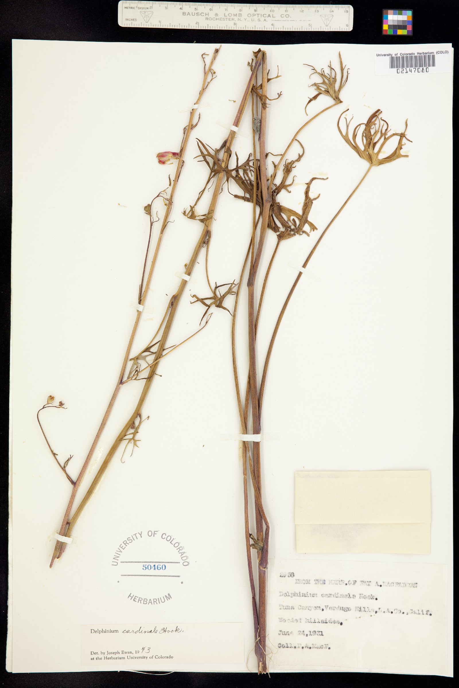 Delphinium cardinale image