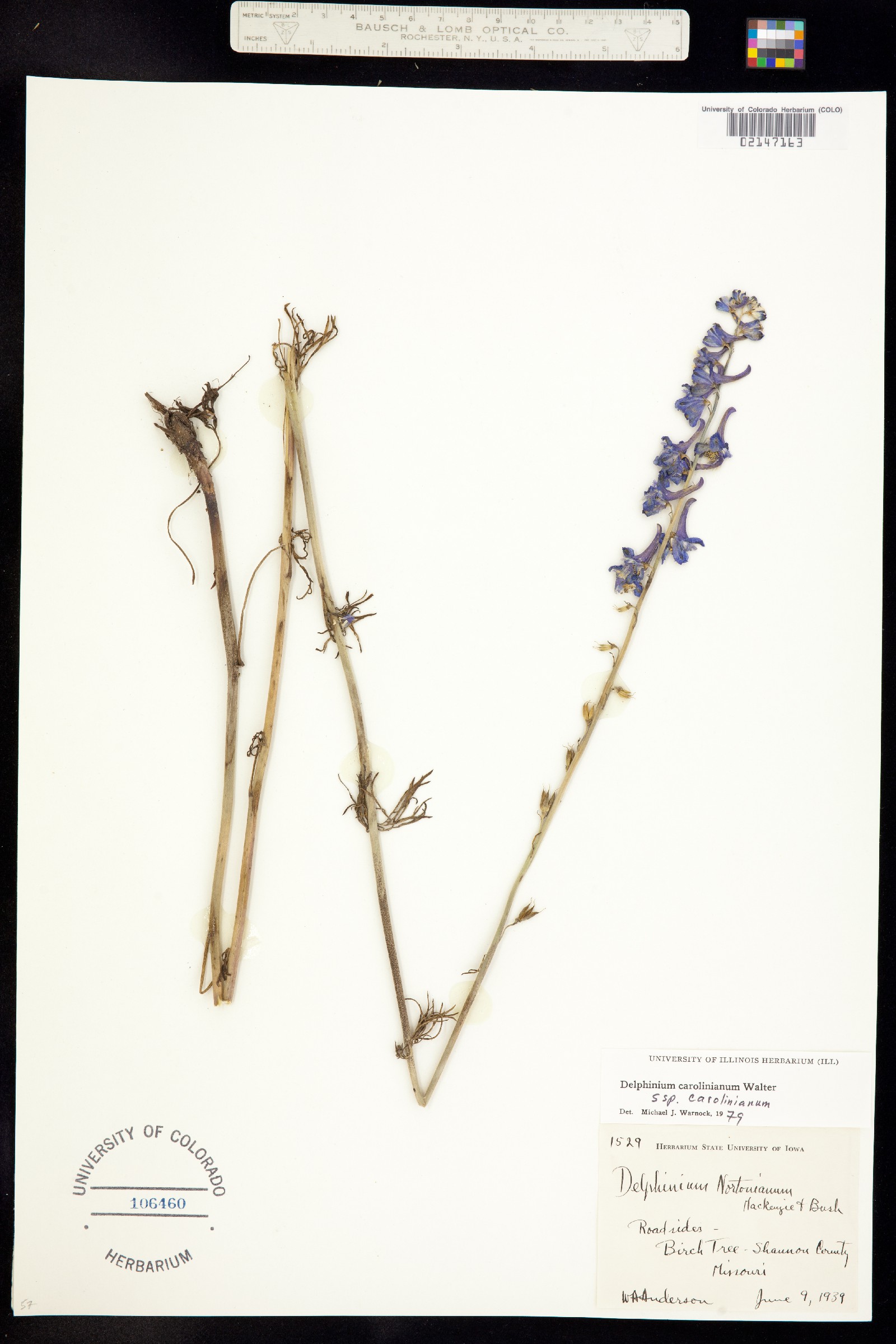 Delphinium carolinianum image