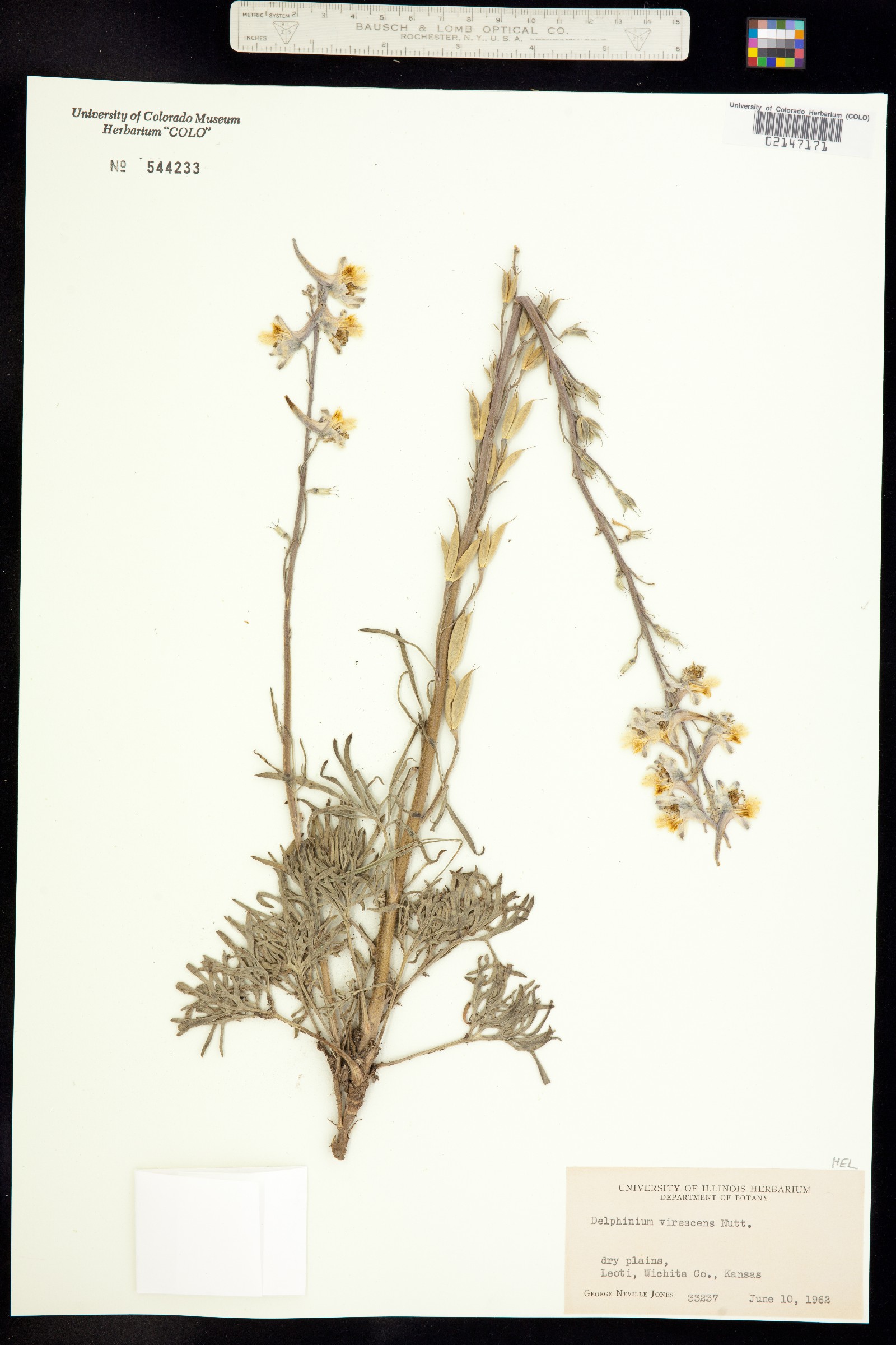Delphinium carolinianum image