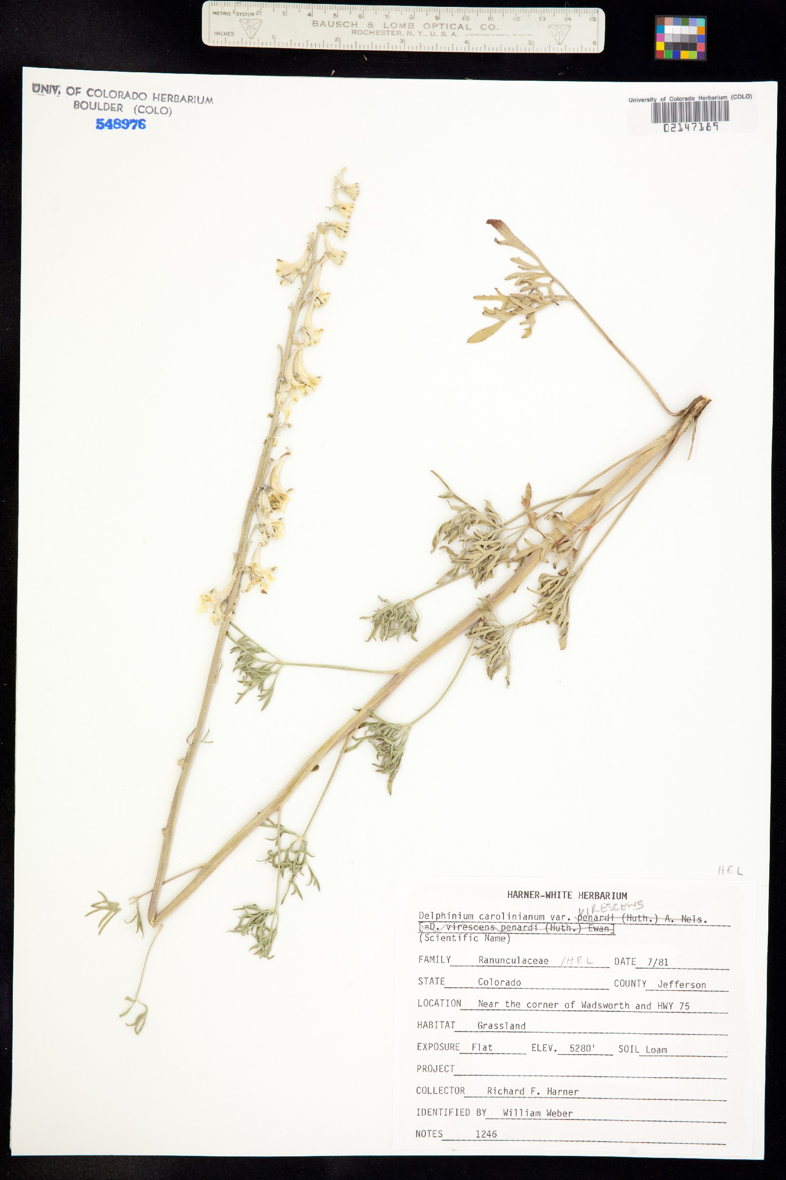 Delphinium carolinianum image