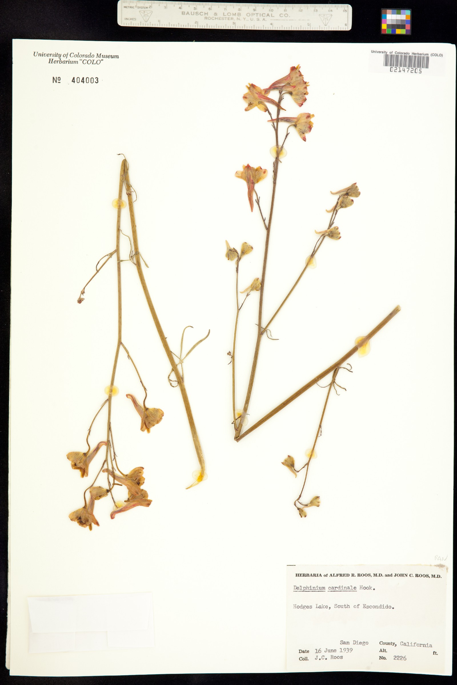 Delphinium cardinale image