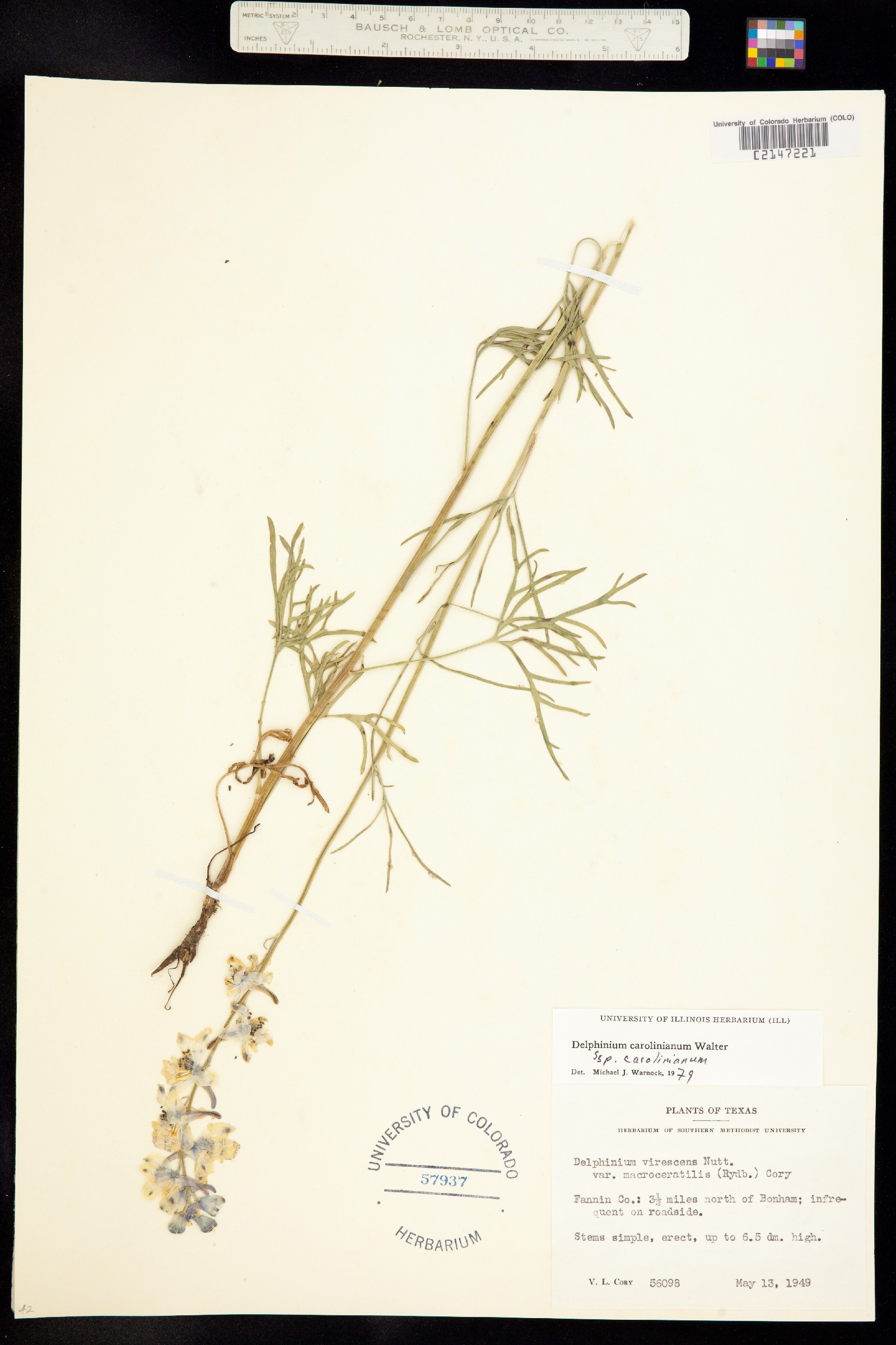 Delphinium carolinianum image