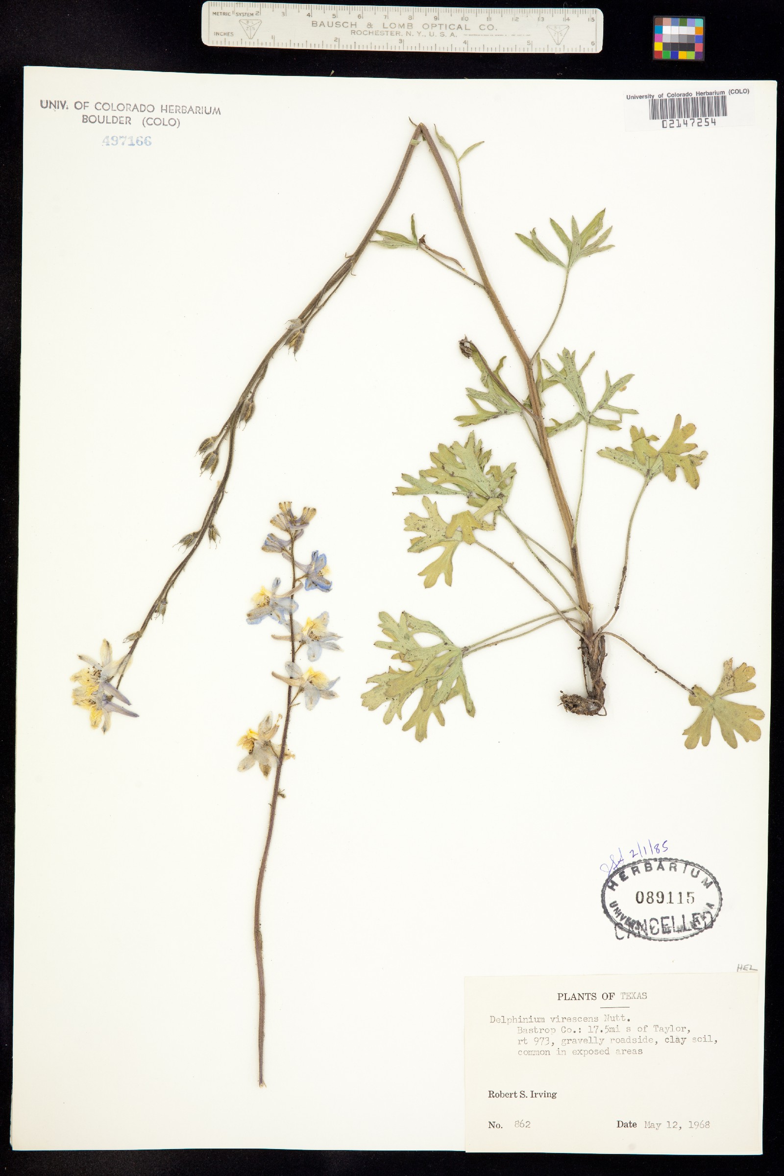 Delphinium carolinianum image