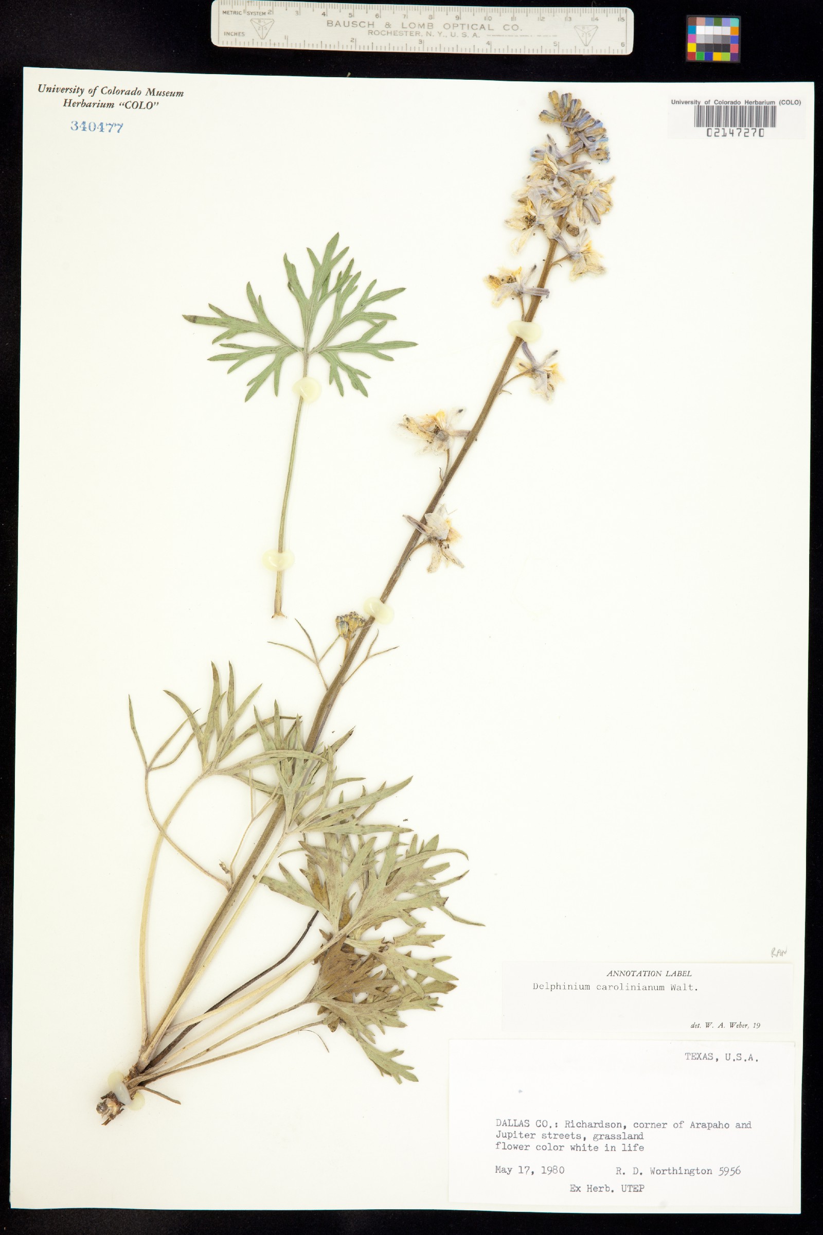 Delphinium carolinianum image