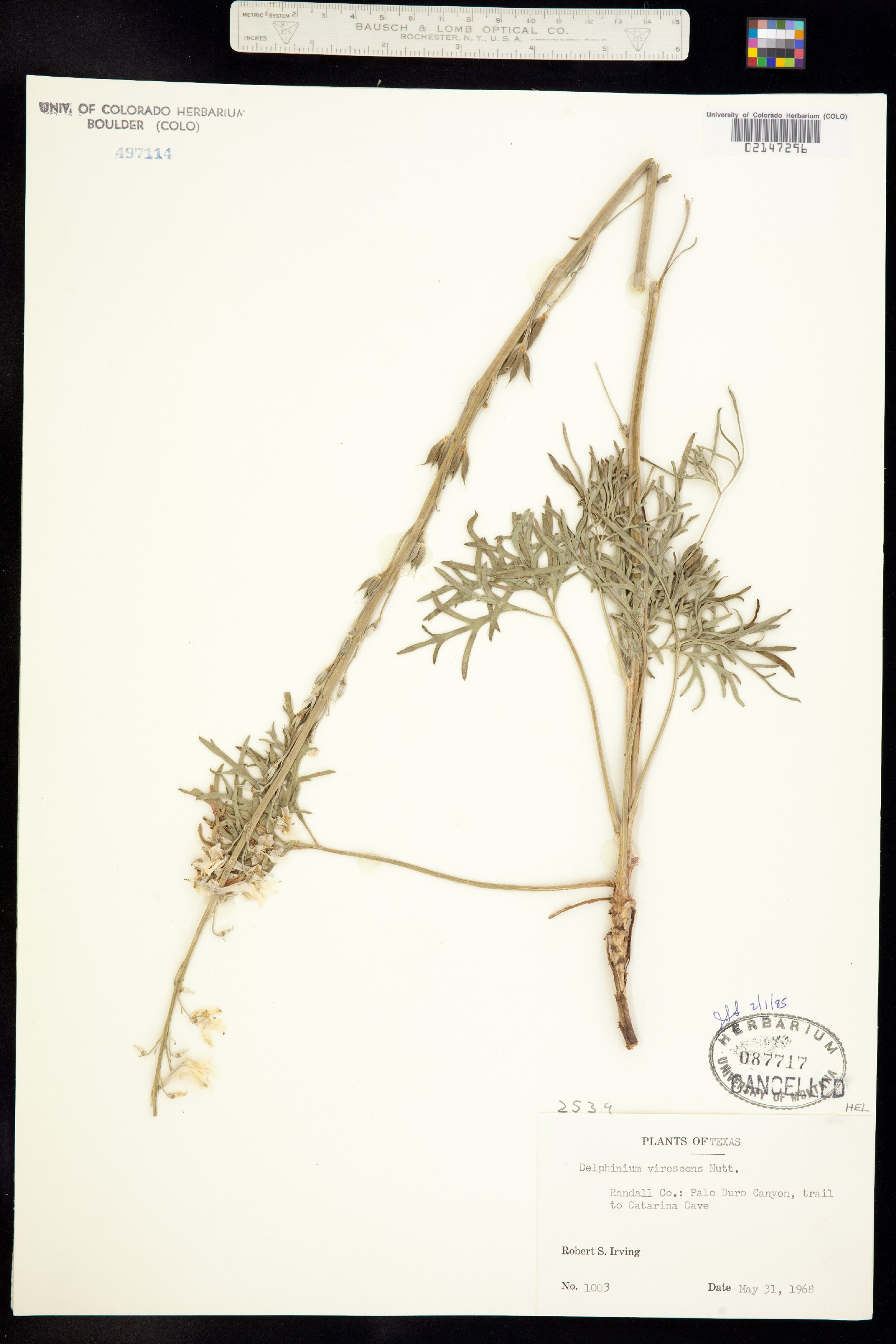 Delphinium carolinianum image