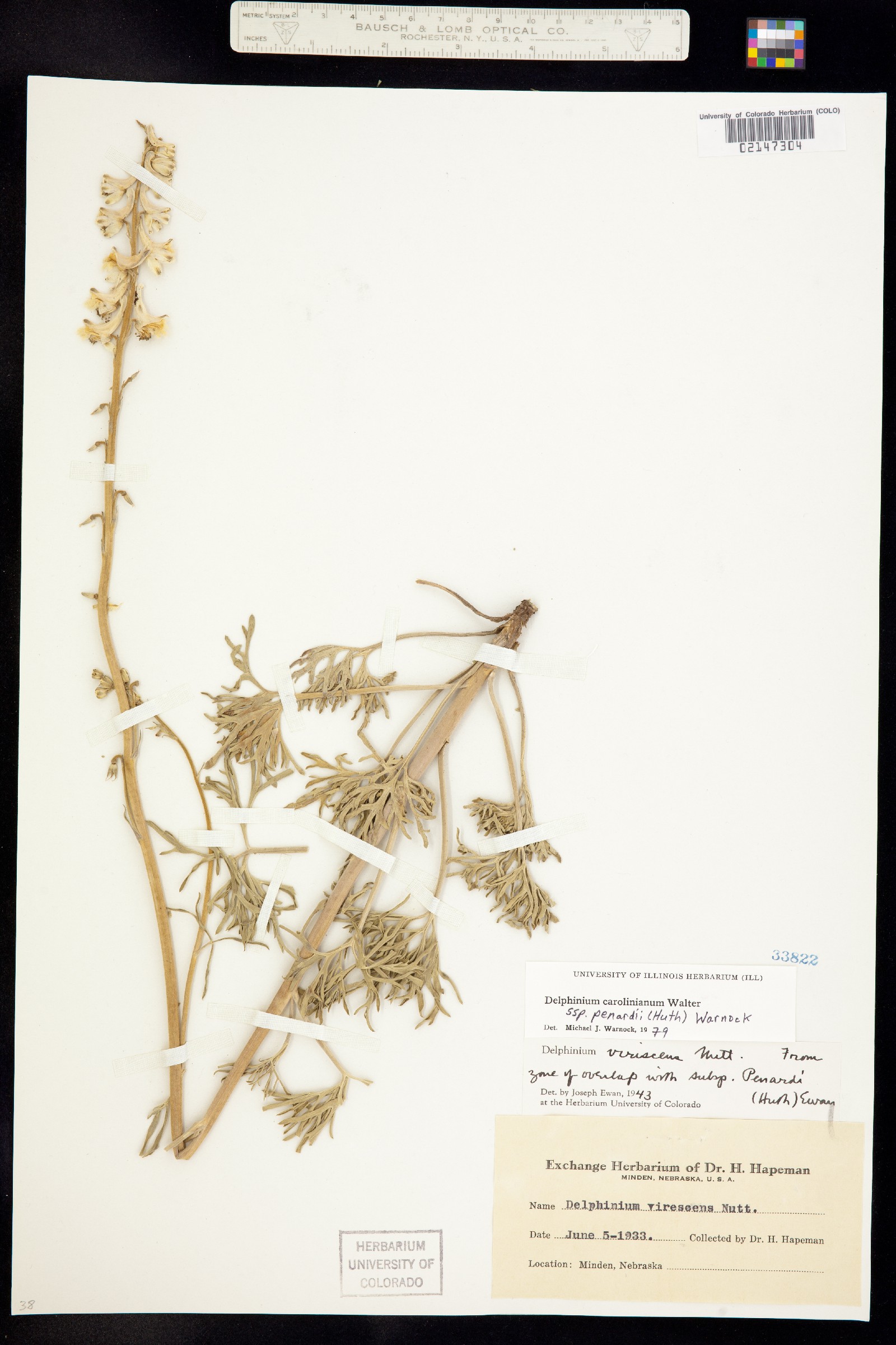 Delphinium carolinianum image