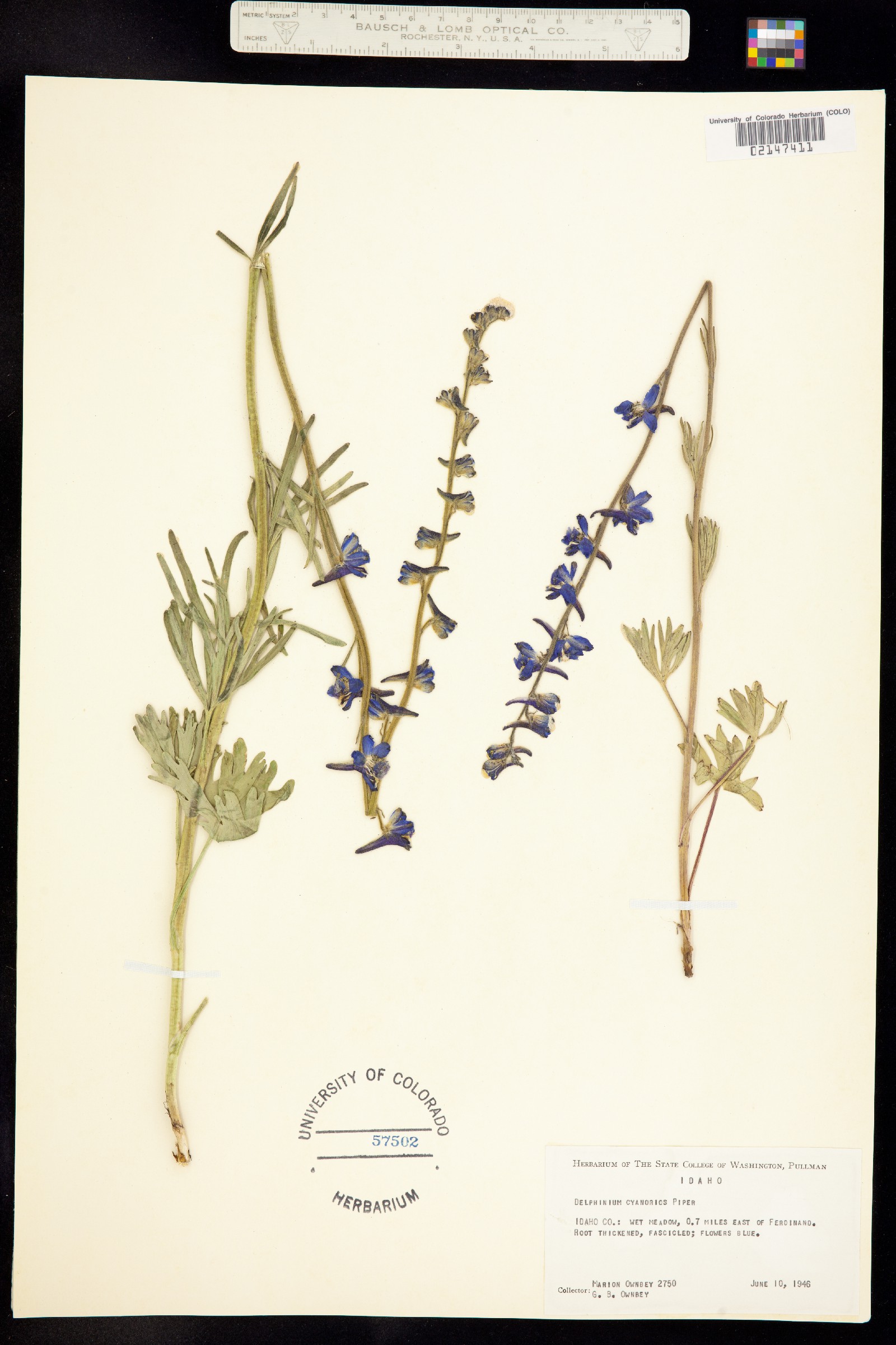 Delphinium depauperatum image