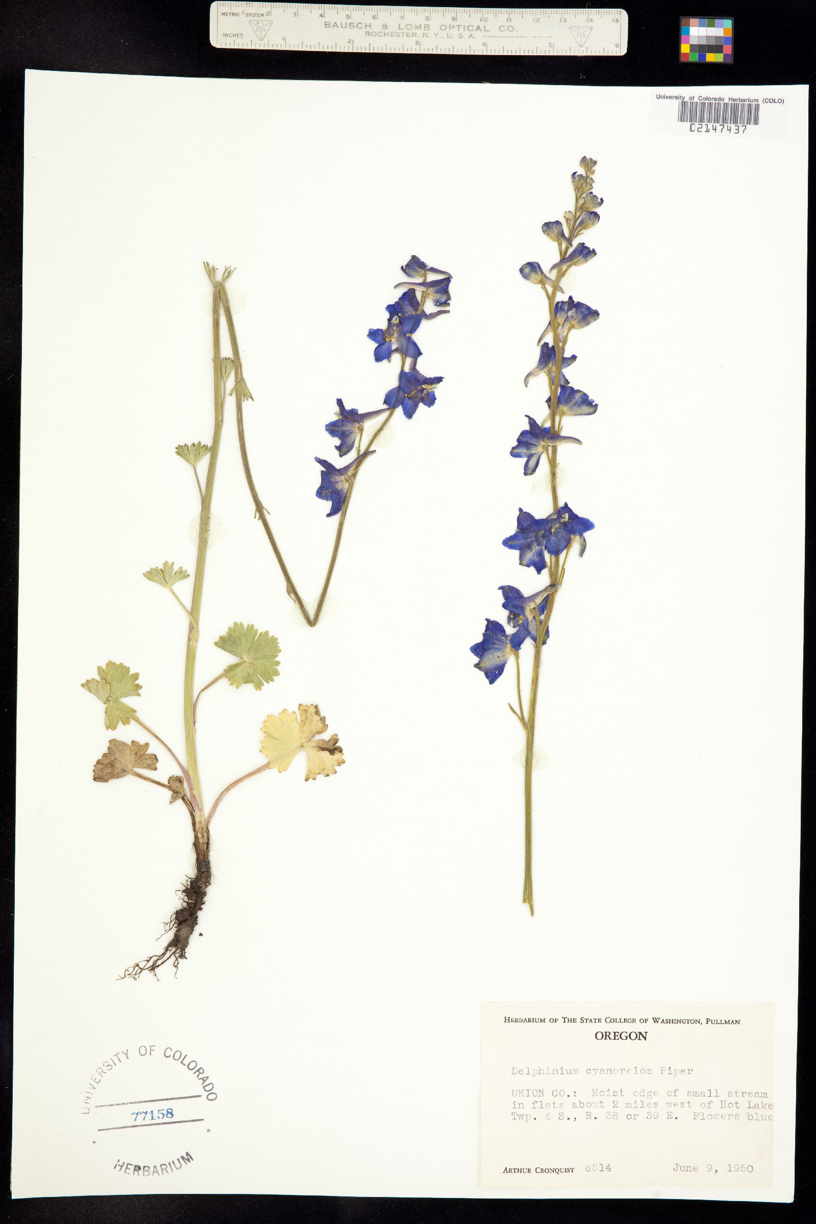 Delphinium depauperatum image