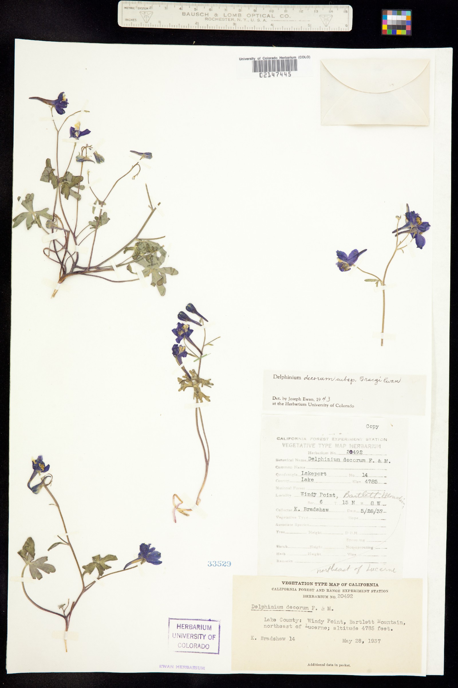 Delphinium decorum image