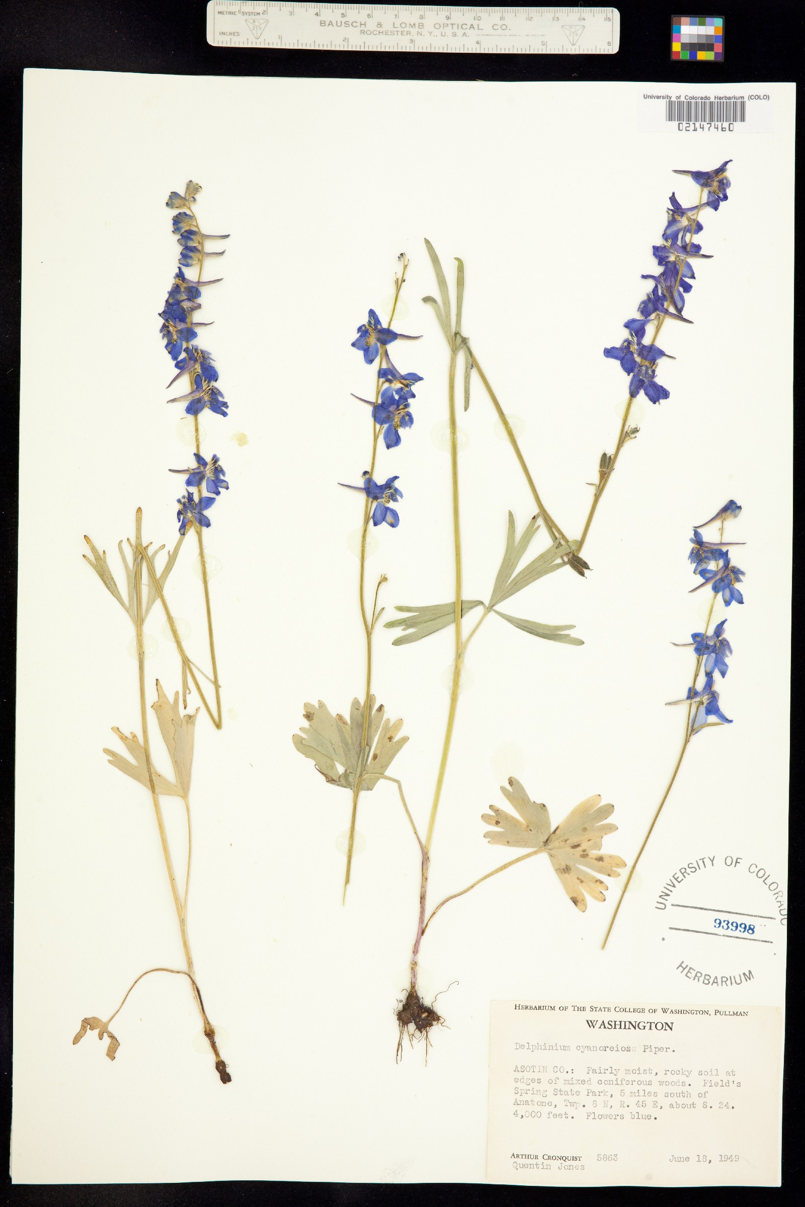 Delphinium depauperatum image