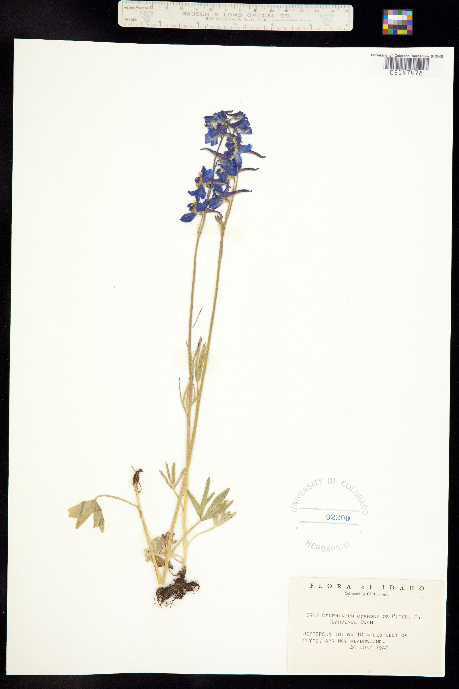 Delphinium depauperatum image