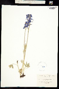 Delphinium cyanoreios image