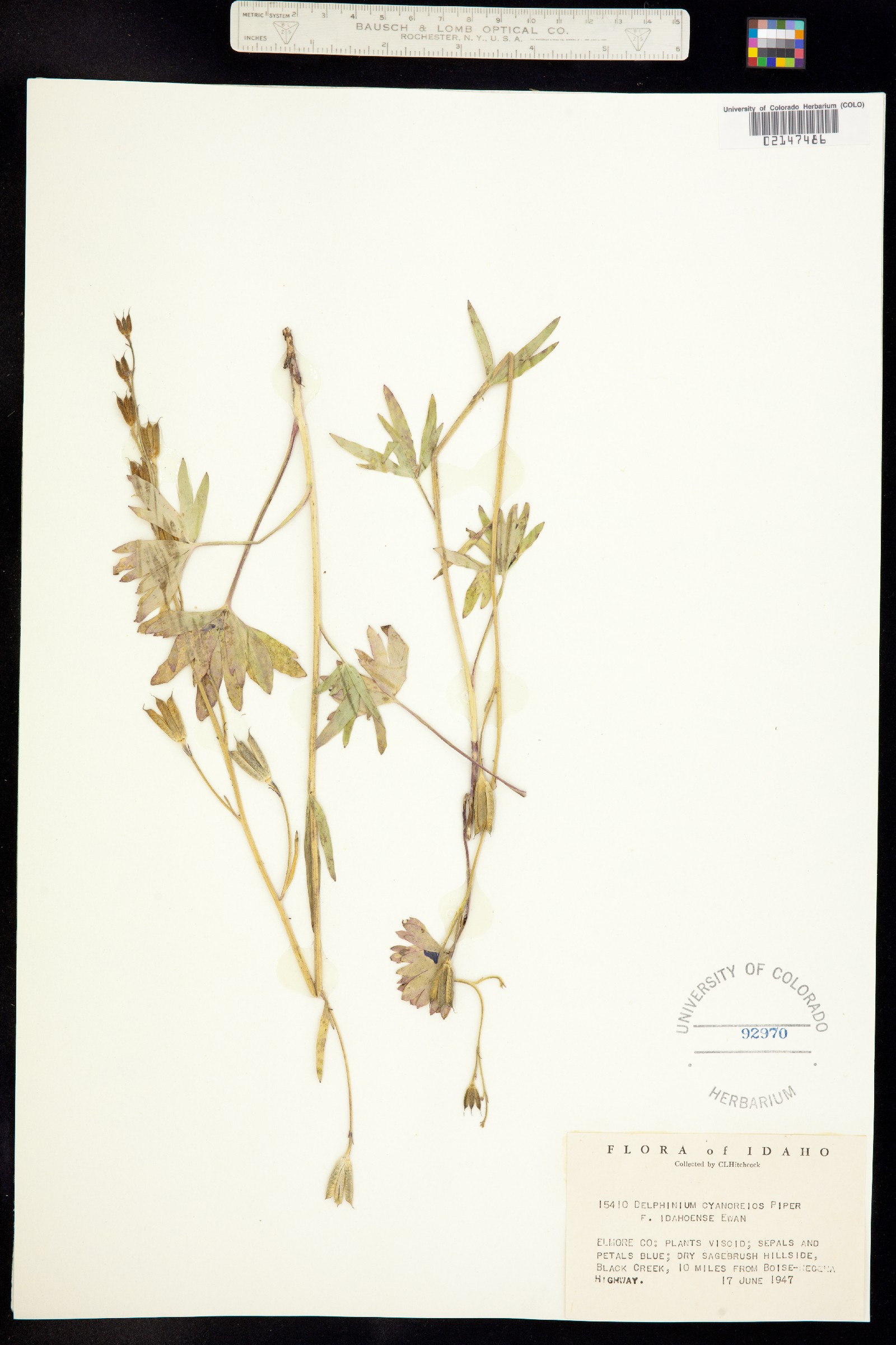 Delphinium depauperatum image