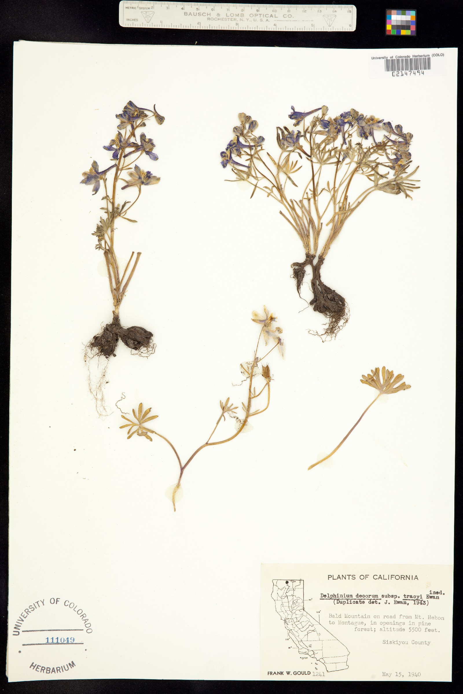 Delphinium decorum image
