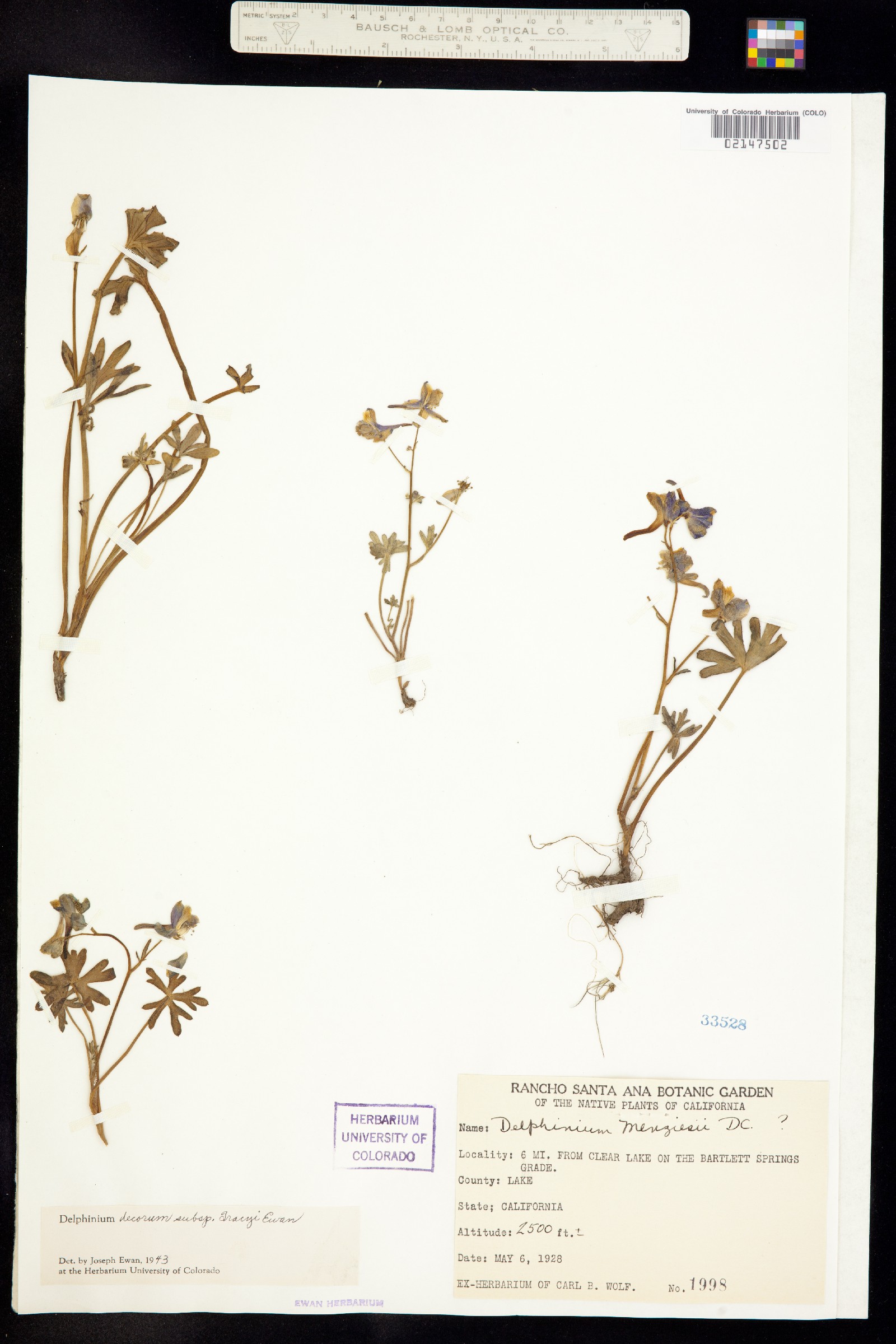 Delphinium decorum image