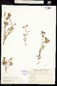 Delphinium decorum image
