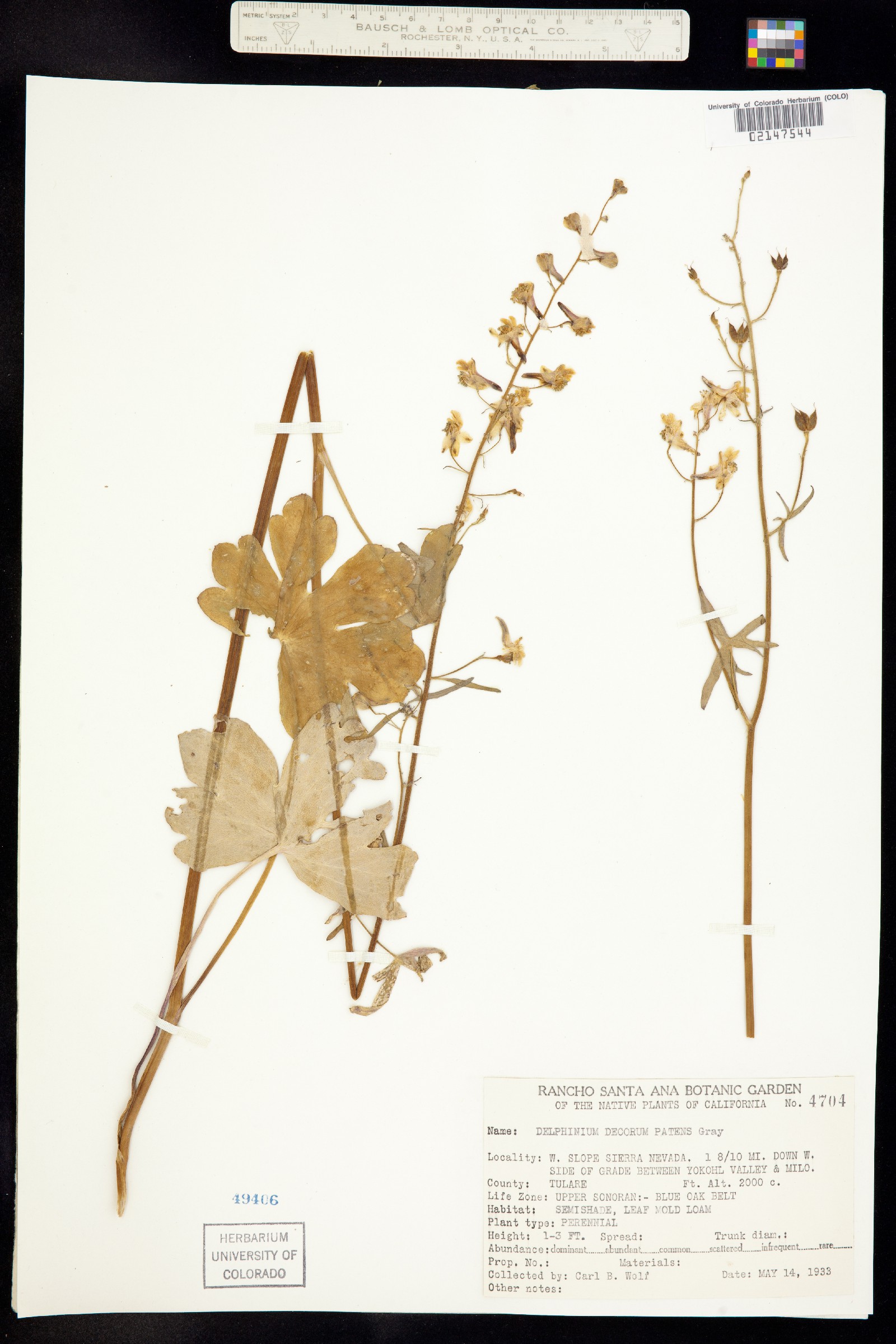 Delphinium decorum image