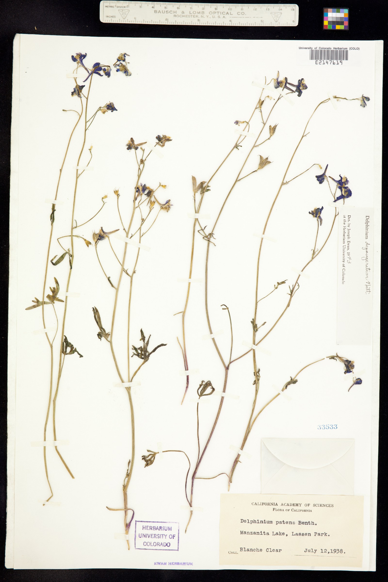 Delphinium depauperatum image