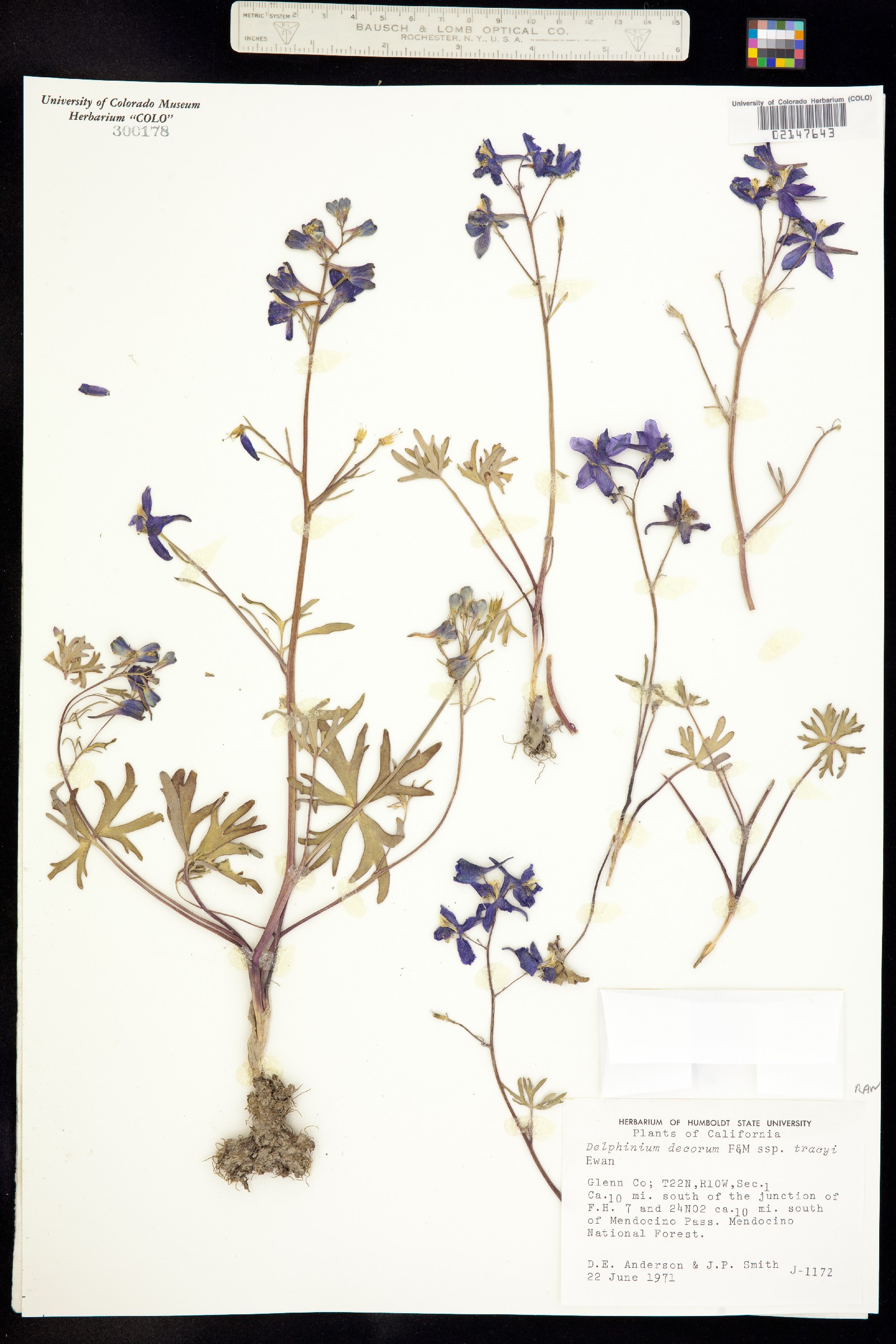 Delphinium decorum image