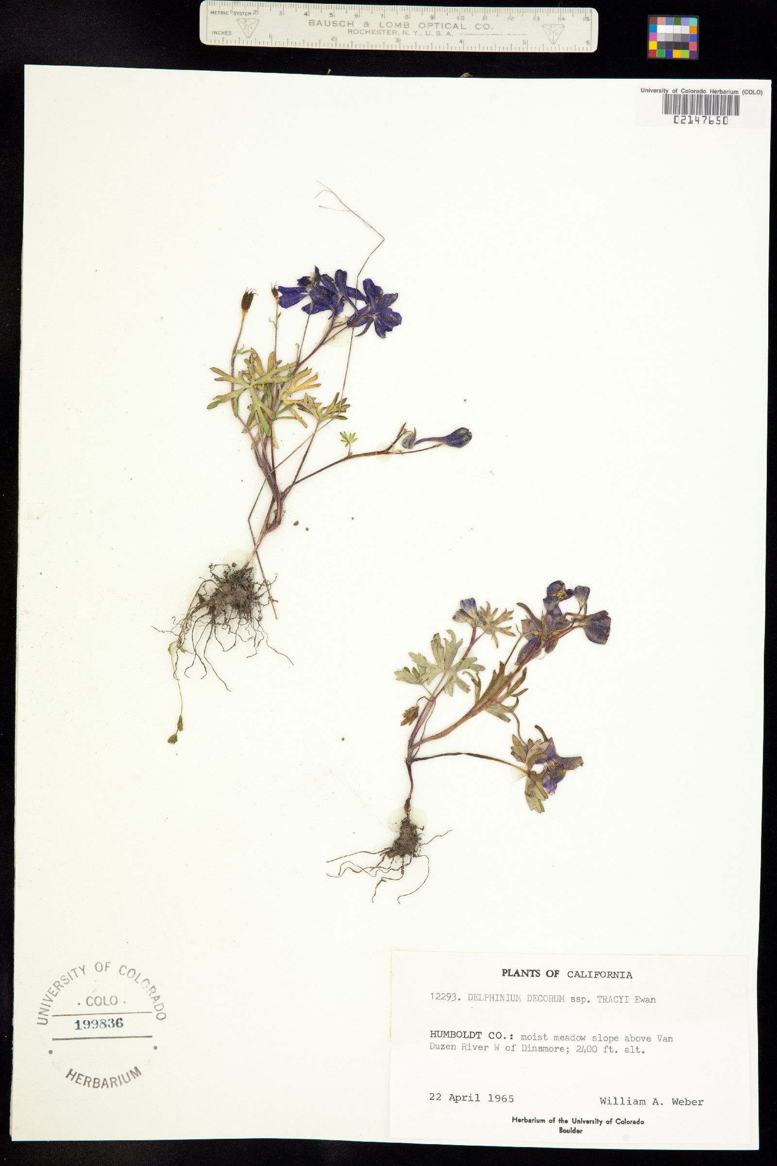 Delphinium decorum image