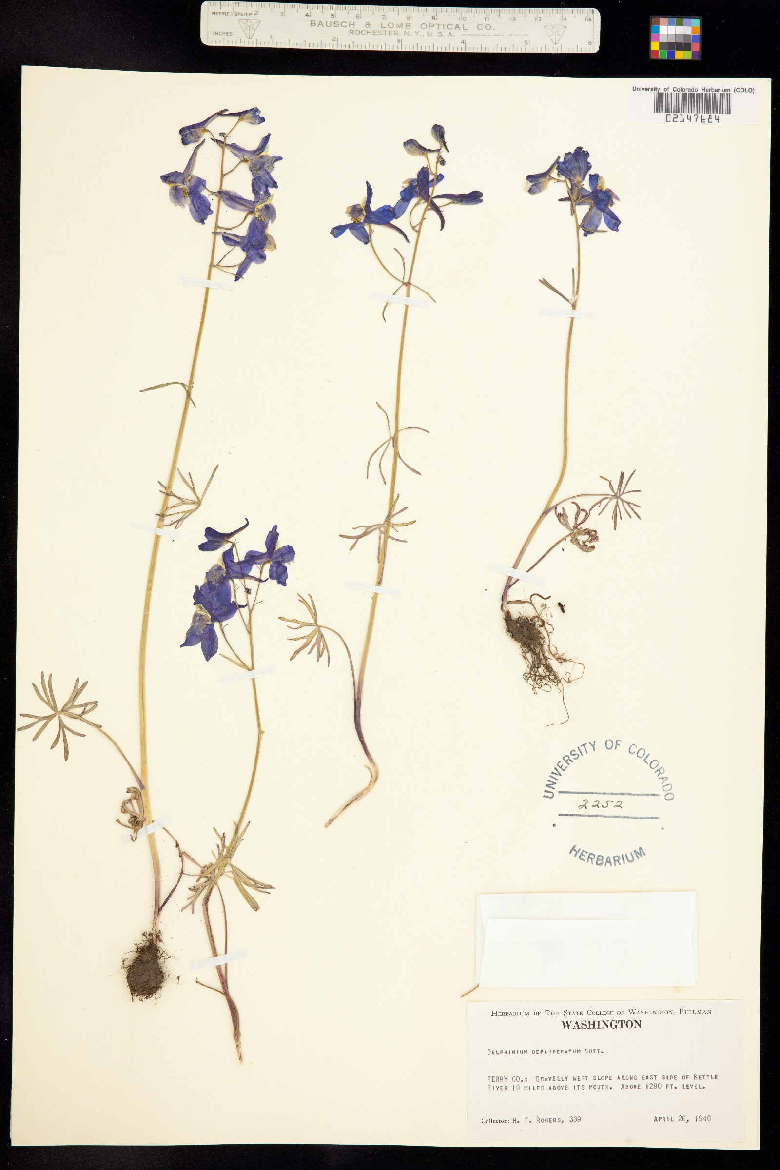Delphinium depauperatum image