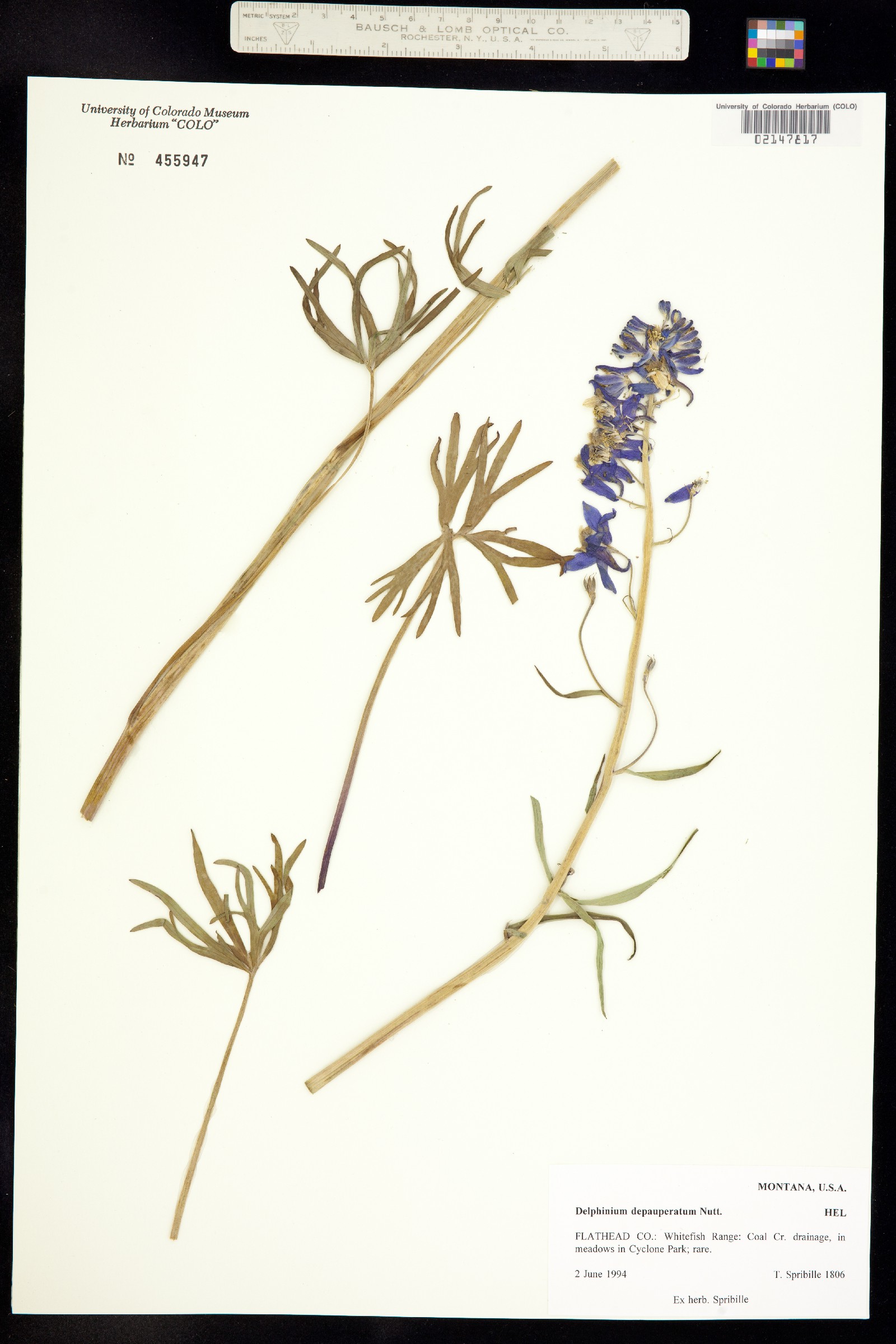 Delphinium depauperatum image