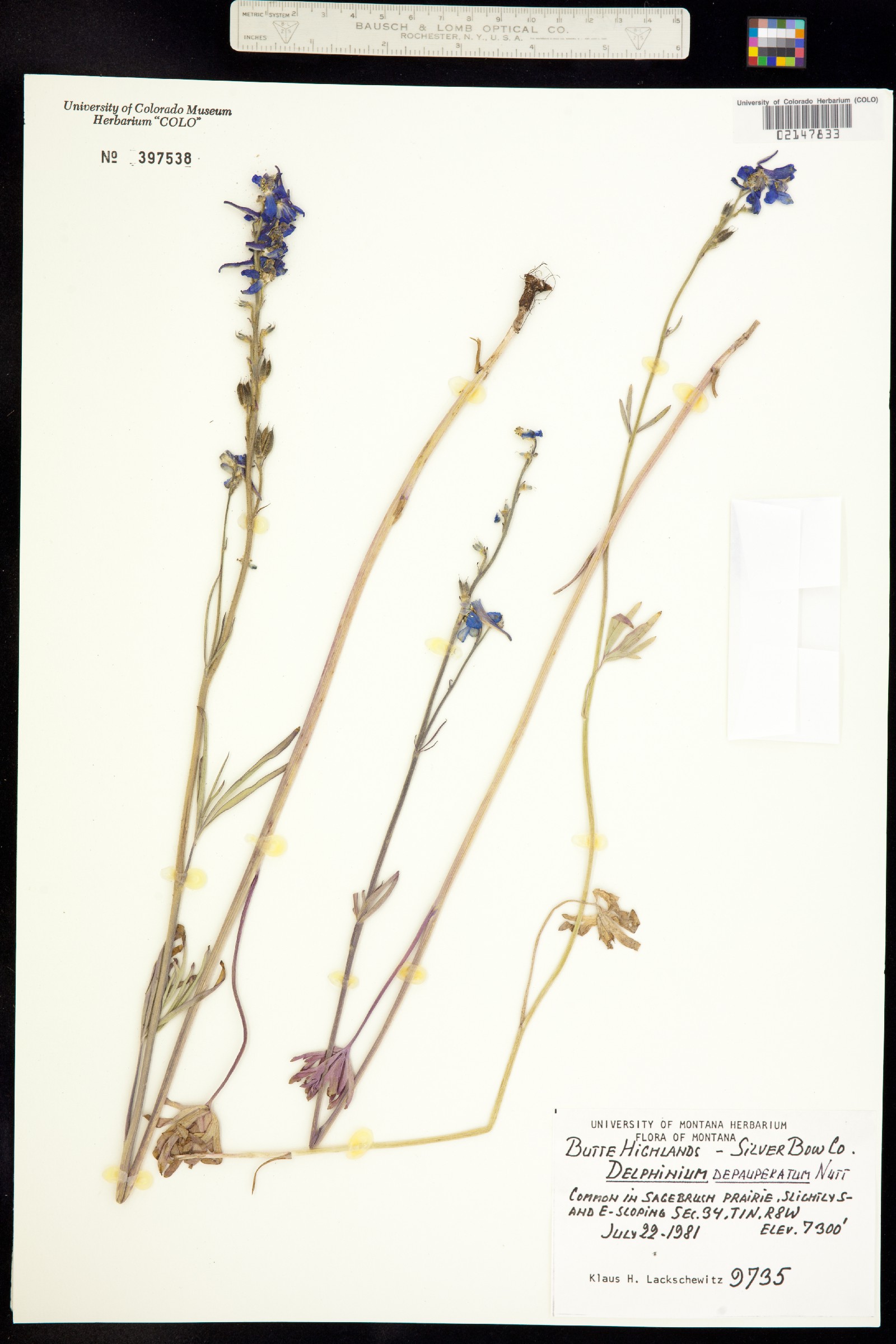 Delphinium depauperatum image