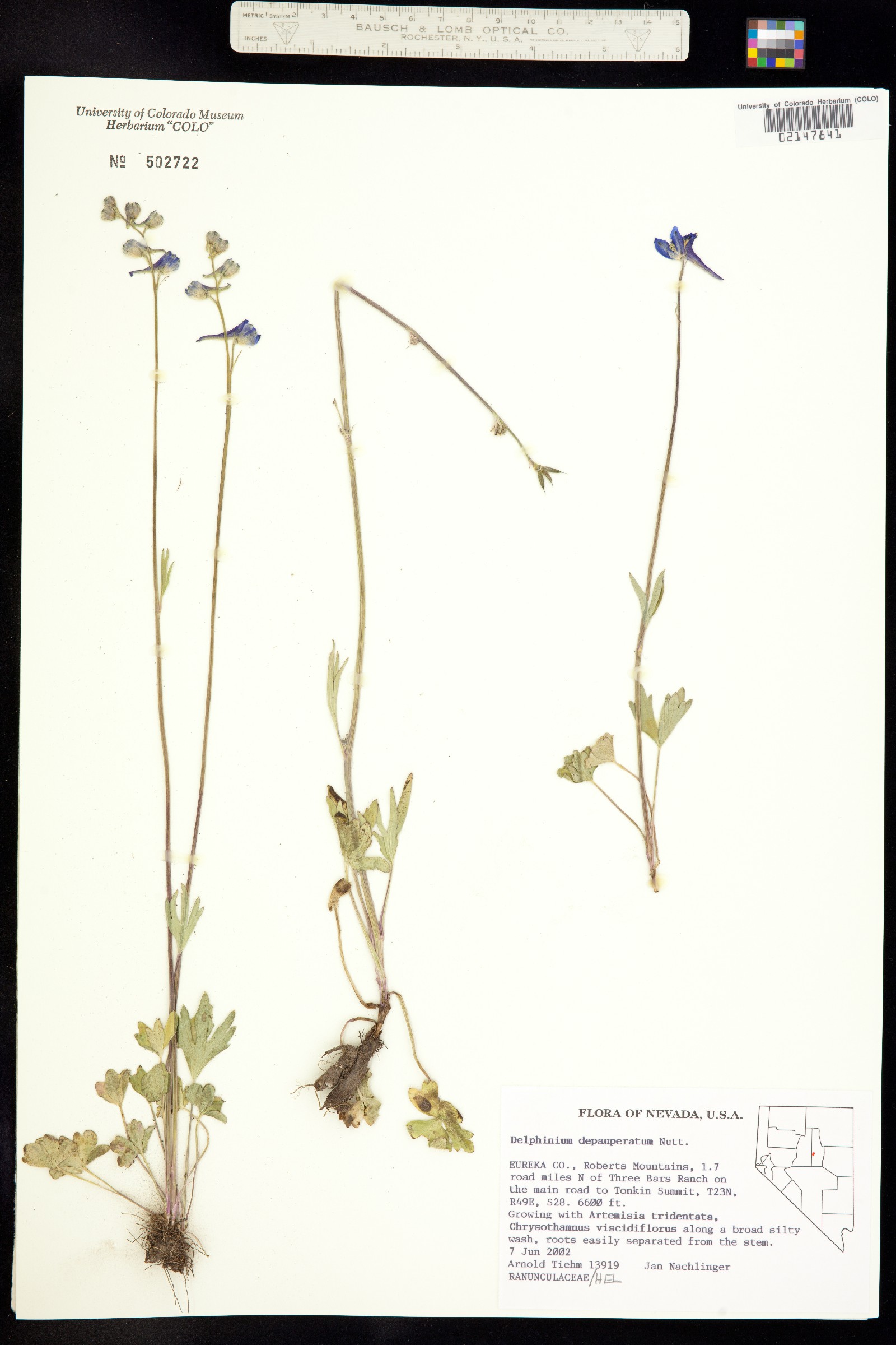 Delphinium depauperatum image