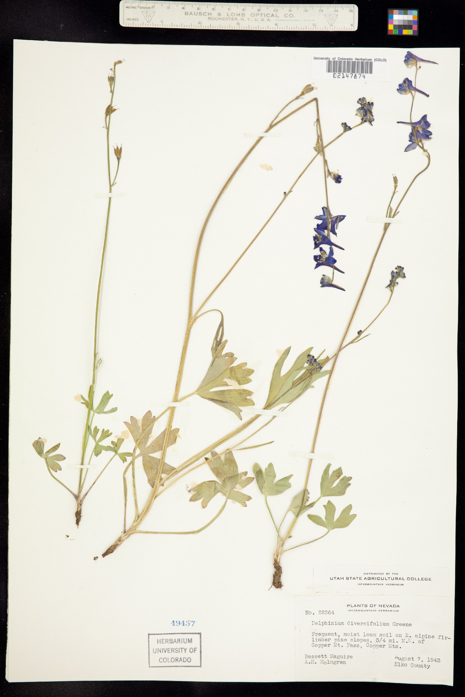 Delphinium diversifolium image