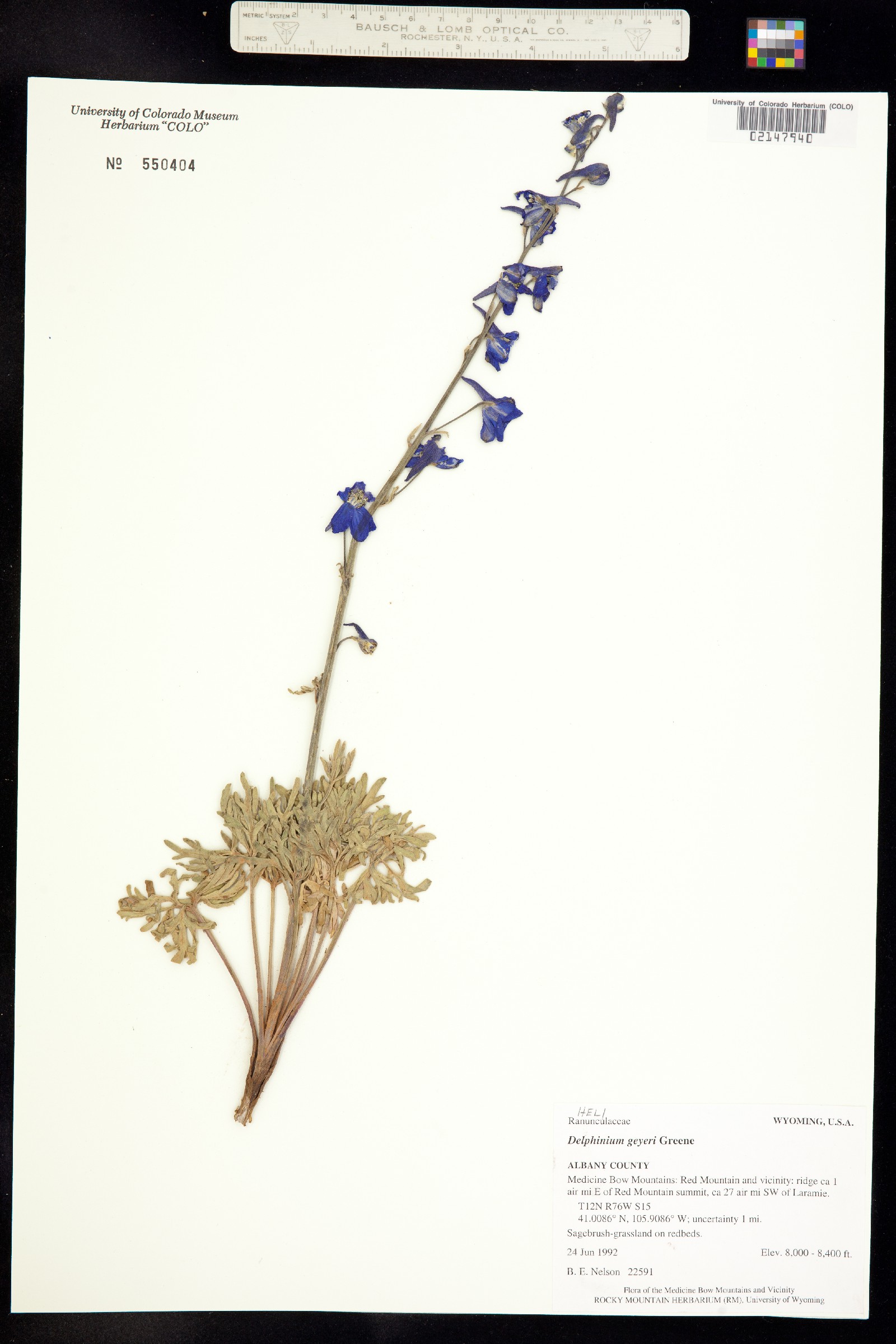 Delphinium geyeri image