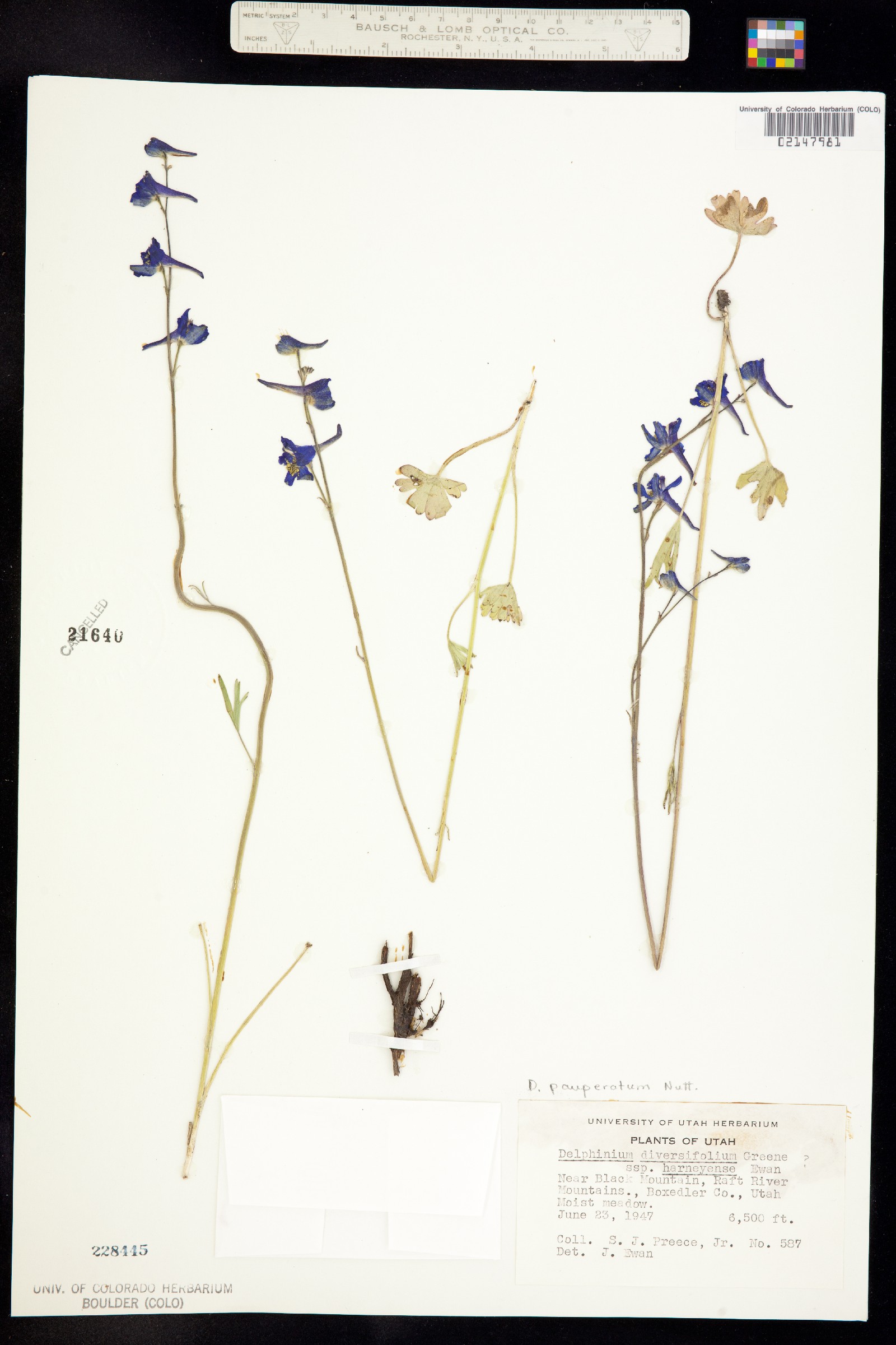 Delphinium depauperatum image