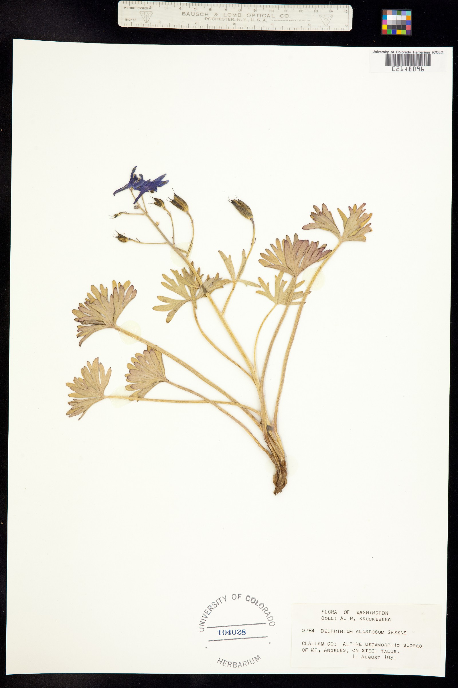 Delphinium glareosum image
