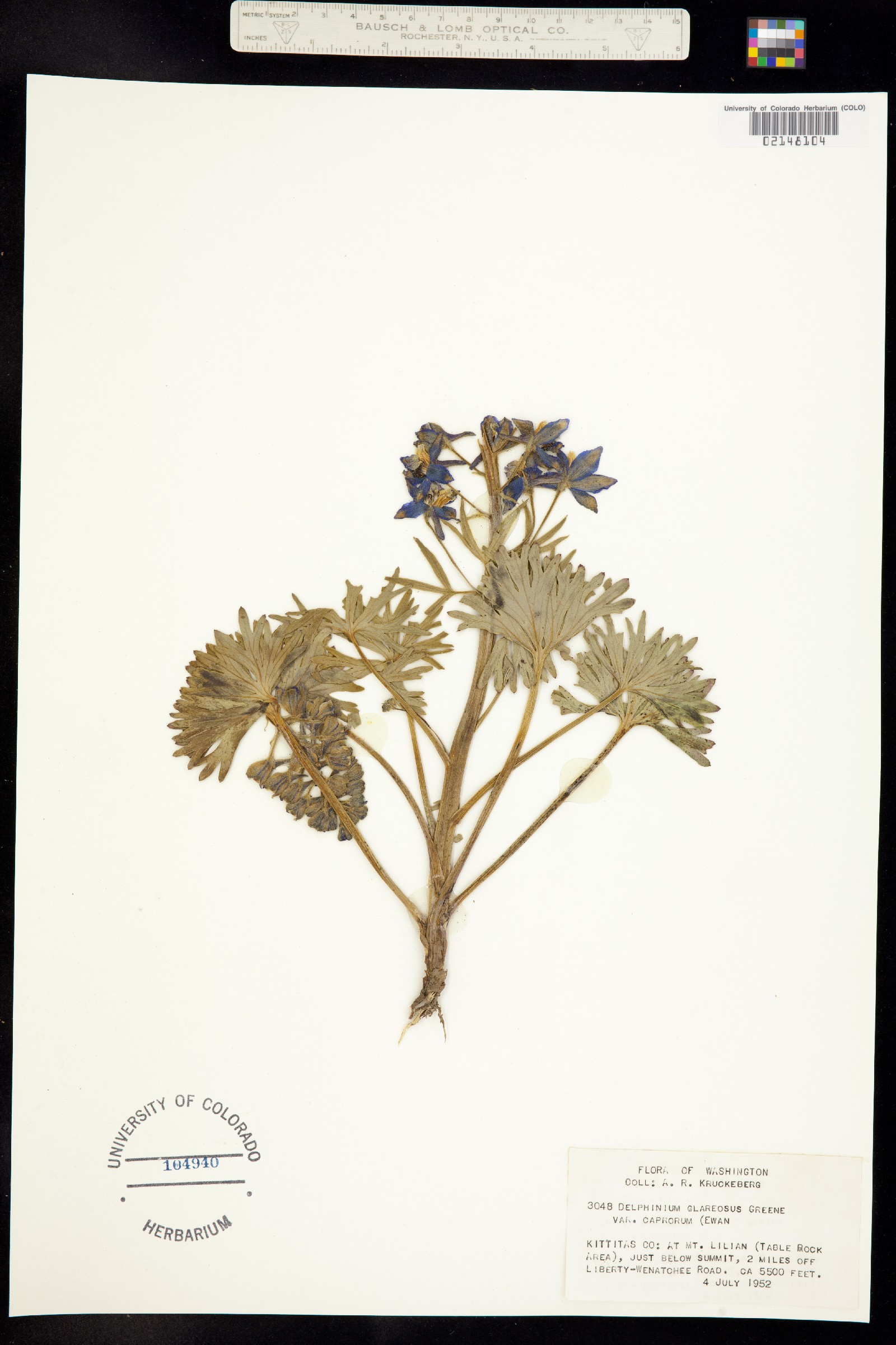 Delphinium glareosum image