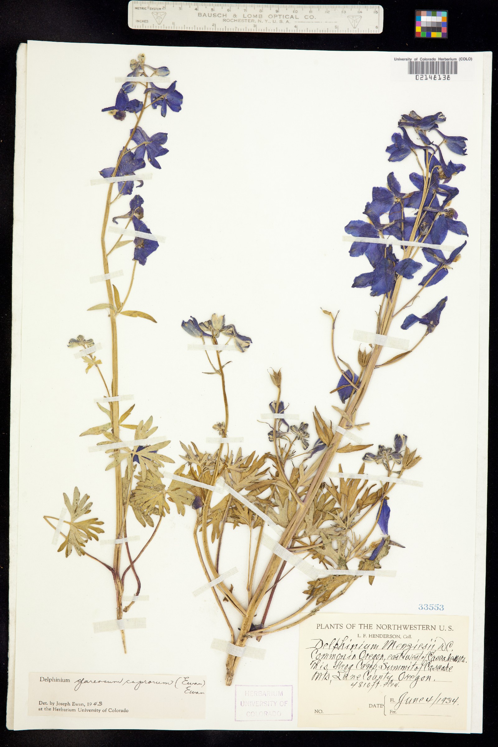 Delphinium glareosum image